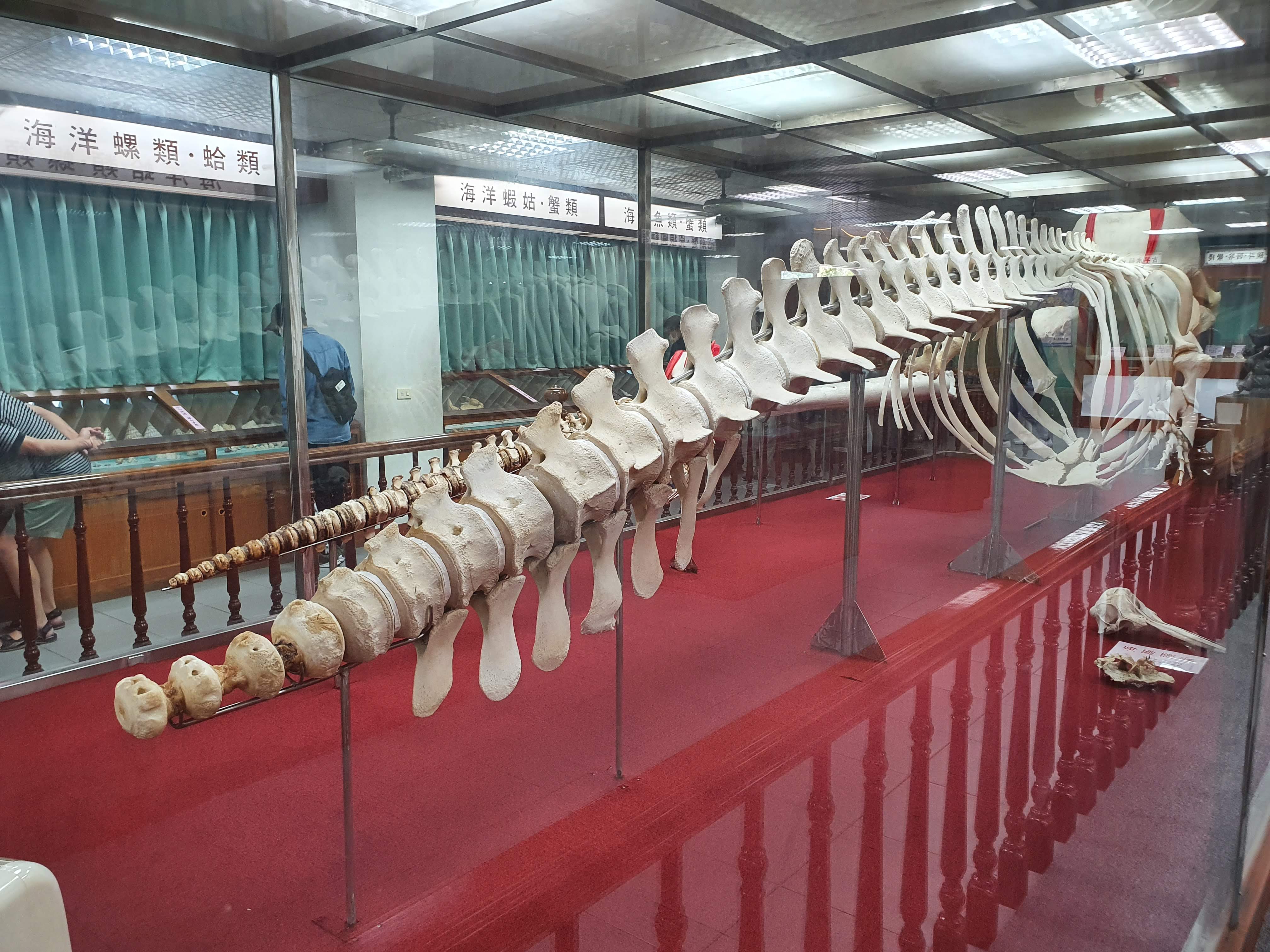 大型海洋生物骨骼標本展示
