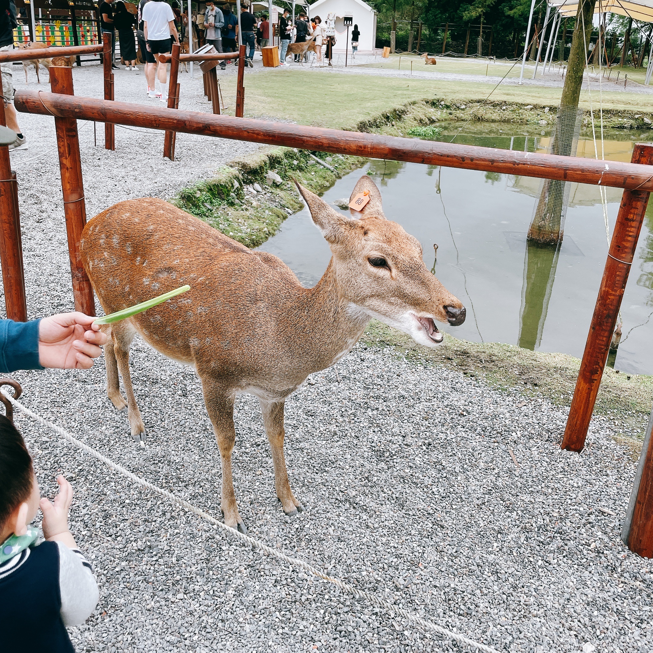 遊客餵食梅花鹿