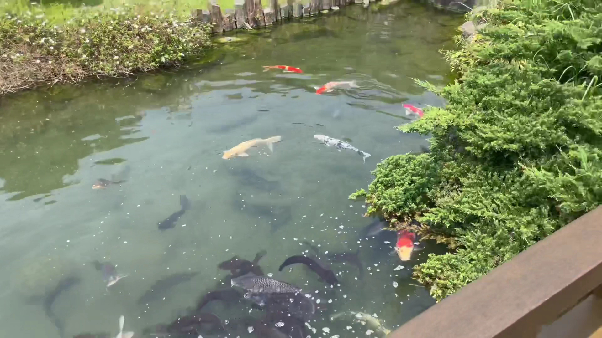 成美文化園多條錦鯉與魚群池景