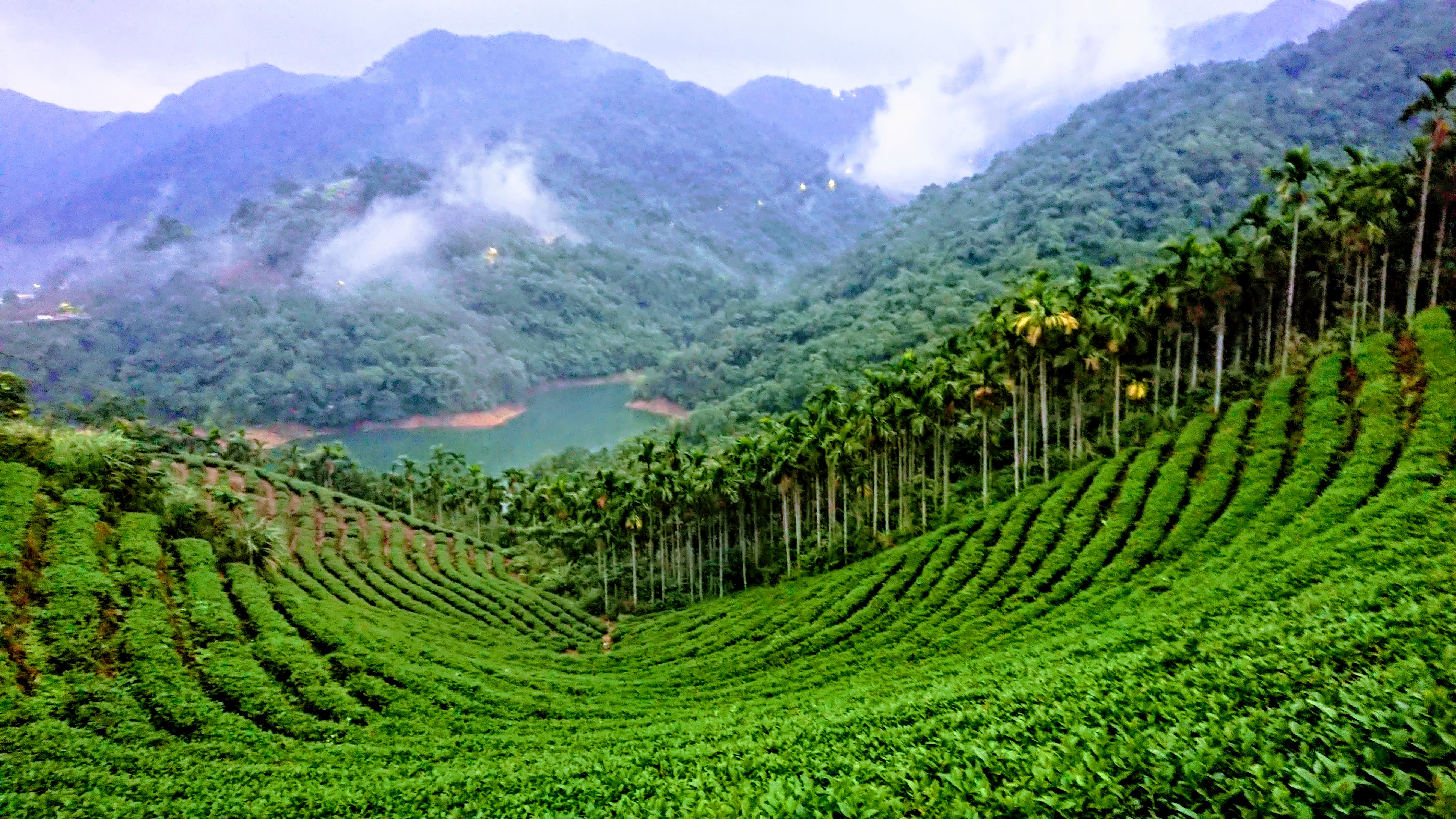 山間茶園，階梯狀種植的茶樹排列整齊，背景是群山和湖泊。