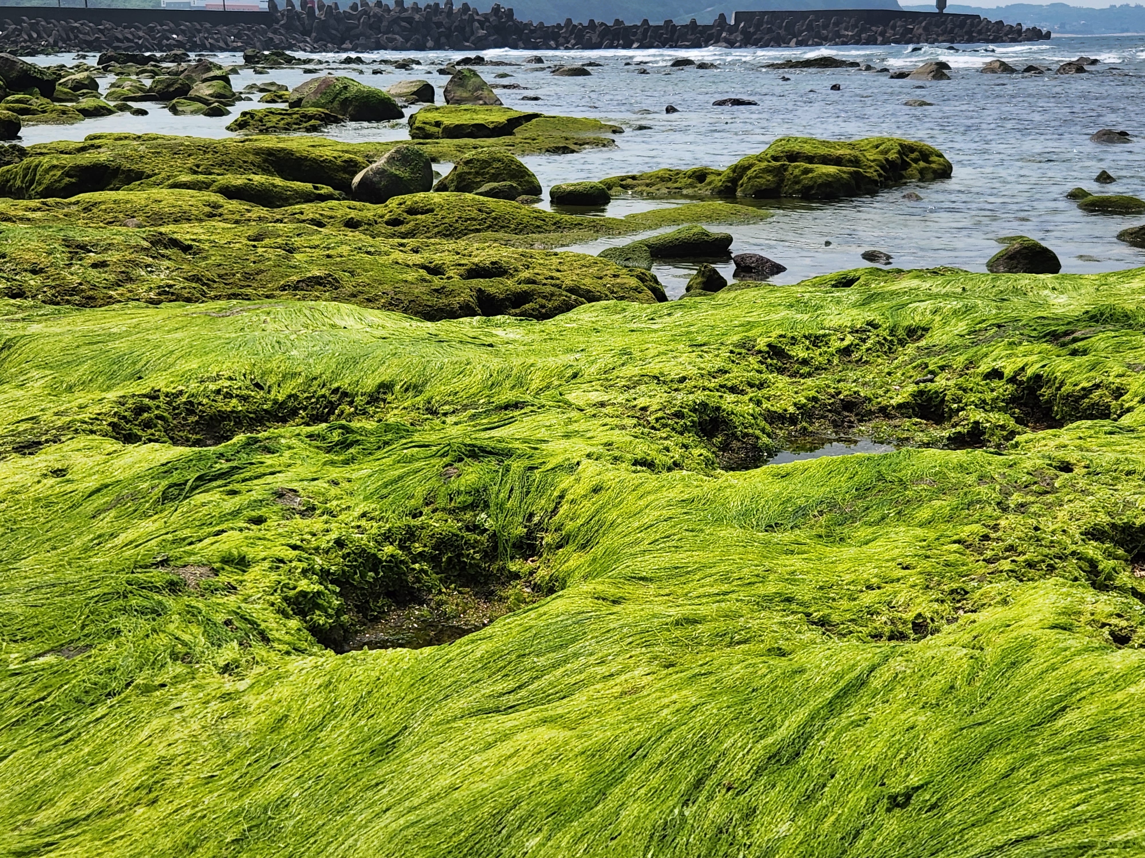 岩石上覆蓋綠色海藻的自然海岸景觀