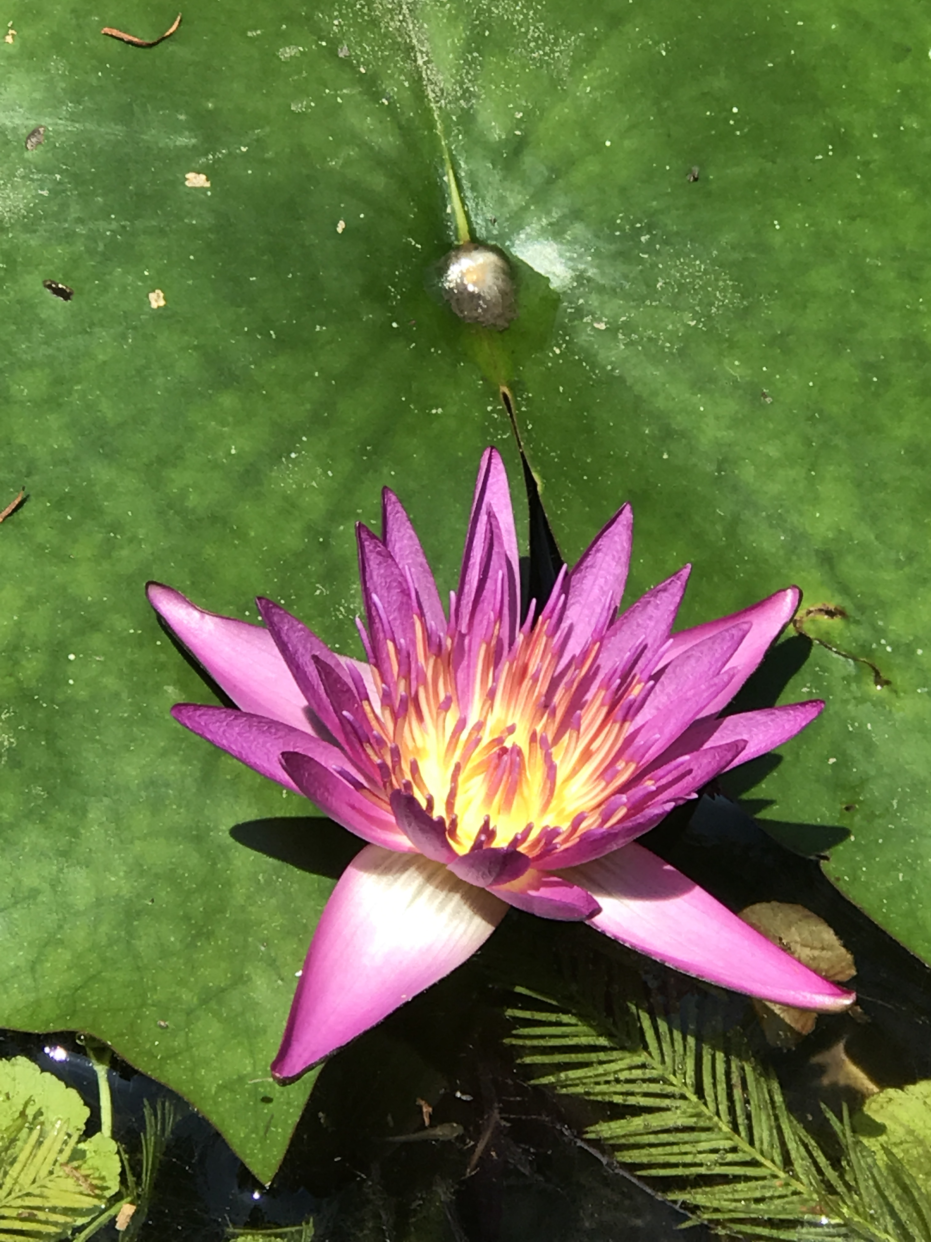 花泉休閒農場睡蓮景觀
