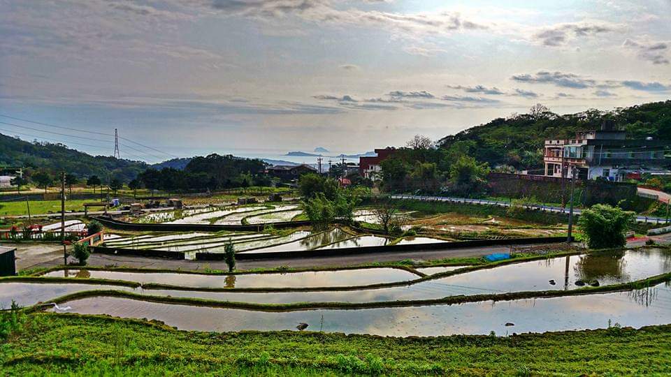 金山梯田稻田與遠方海景