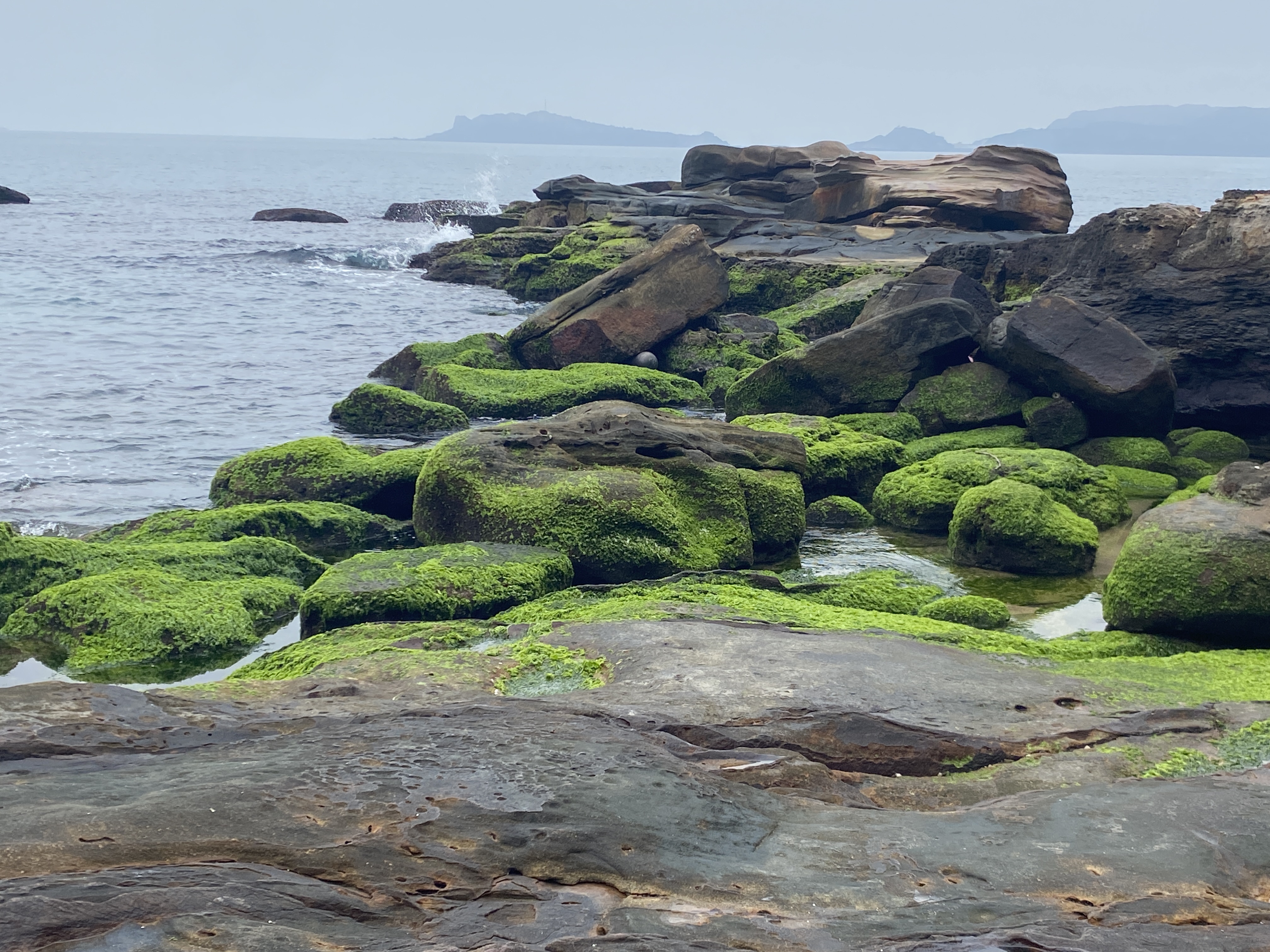 滿佈翠綠海藻的岩石海岸