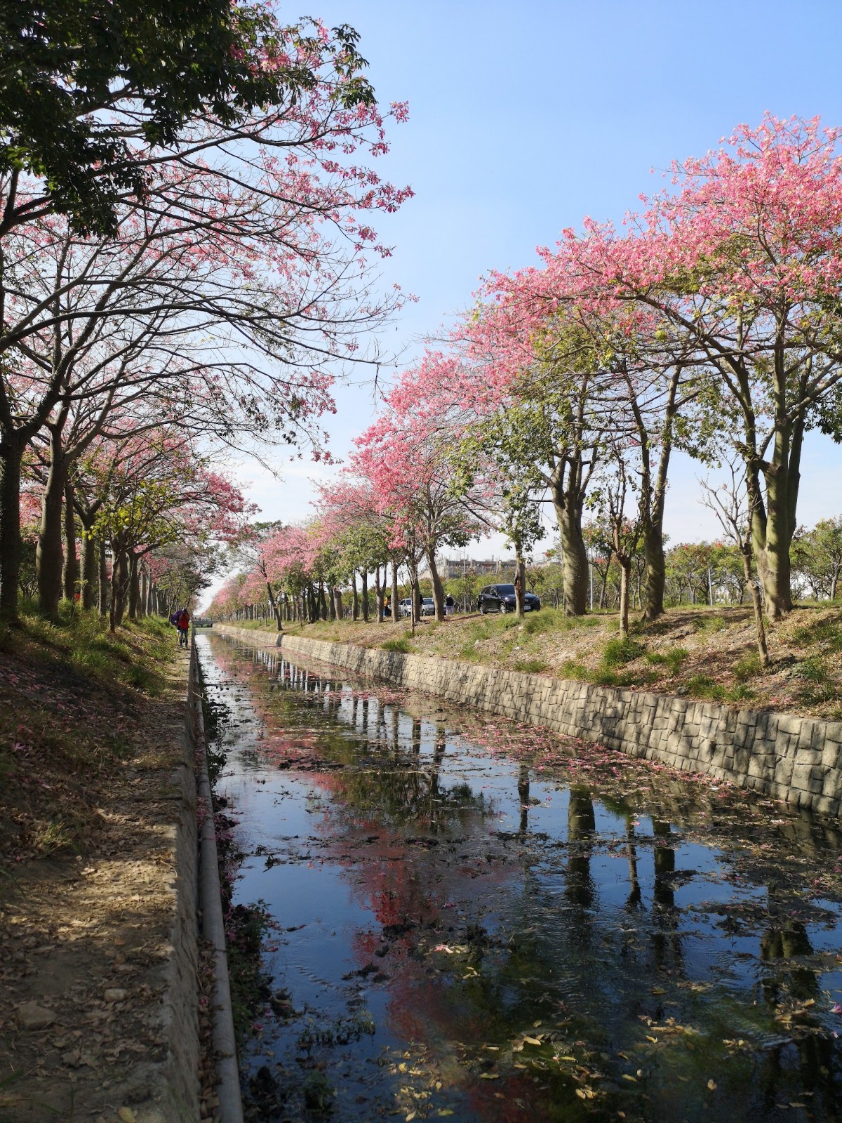 虎尾河道兩旁盛開粉紅花樹與倒影景色