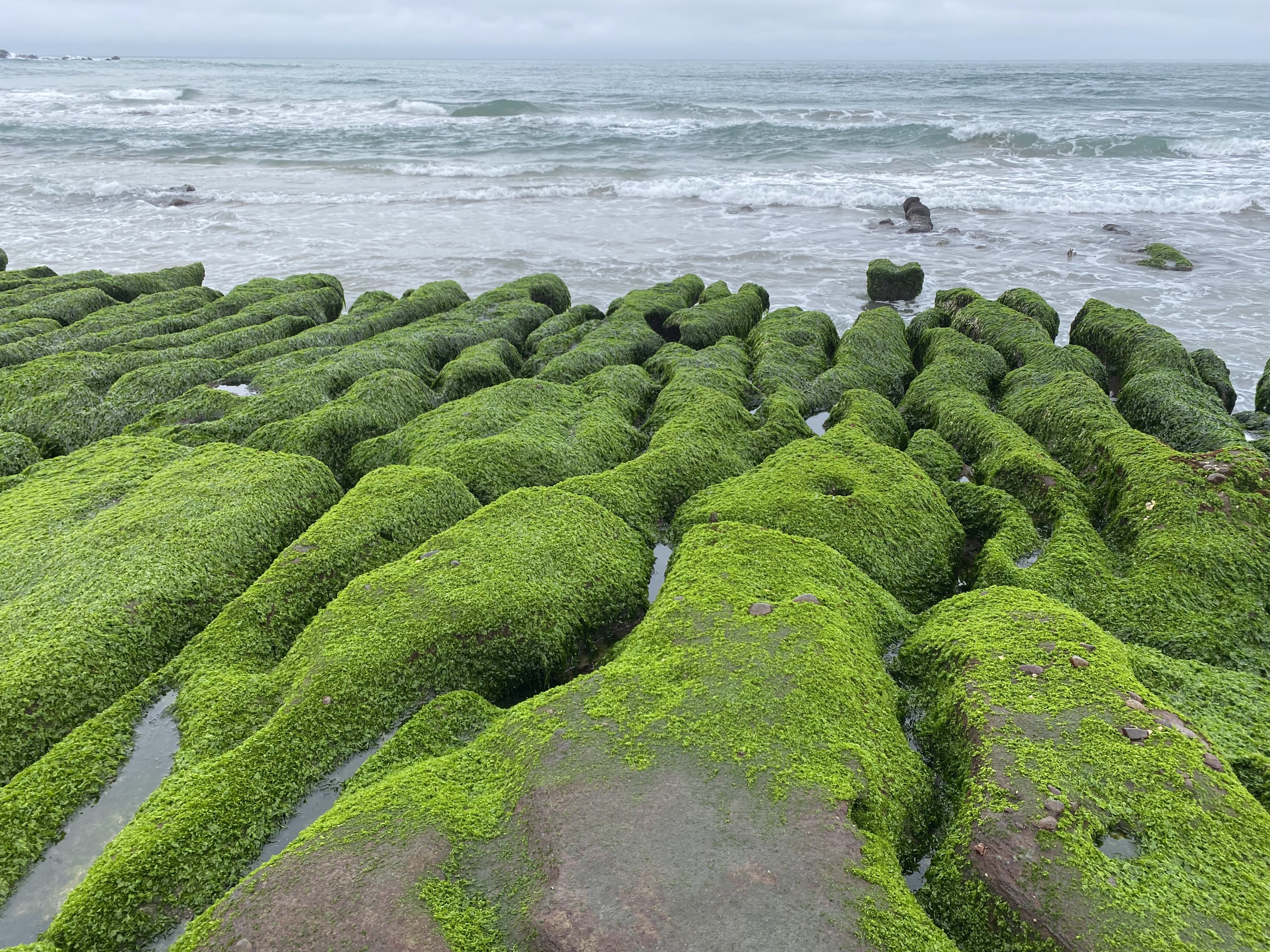 被綠色海藻覆蓋的岩石海岸與海浪