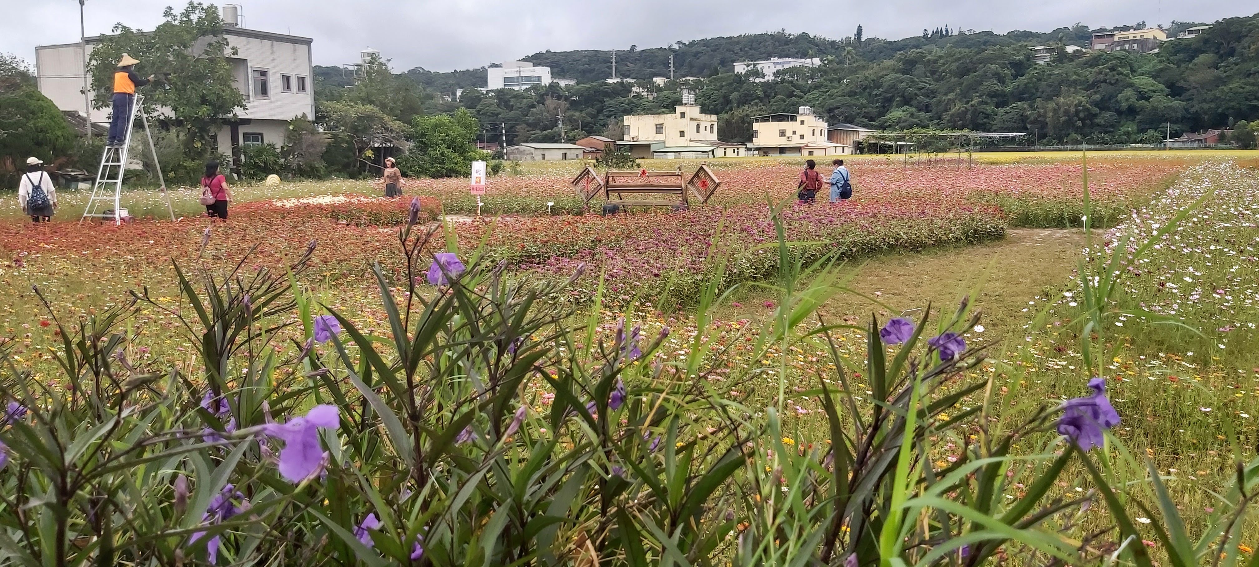 大溪花田與遠方農舍山丘
