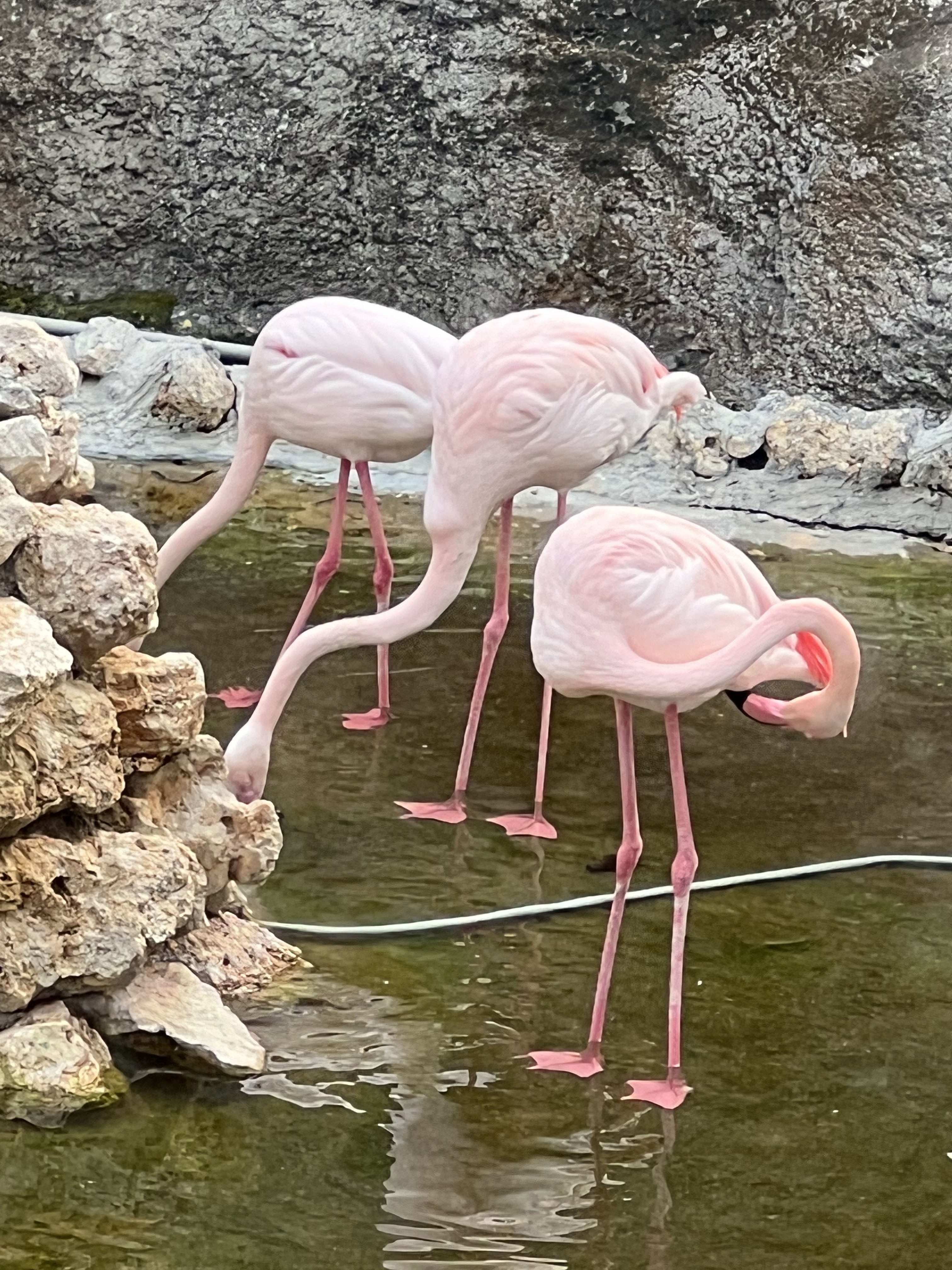 三隻粉紅色火烈鳥站在水池邊