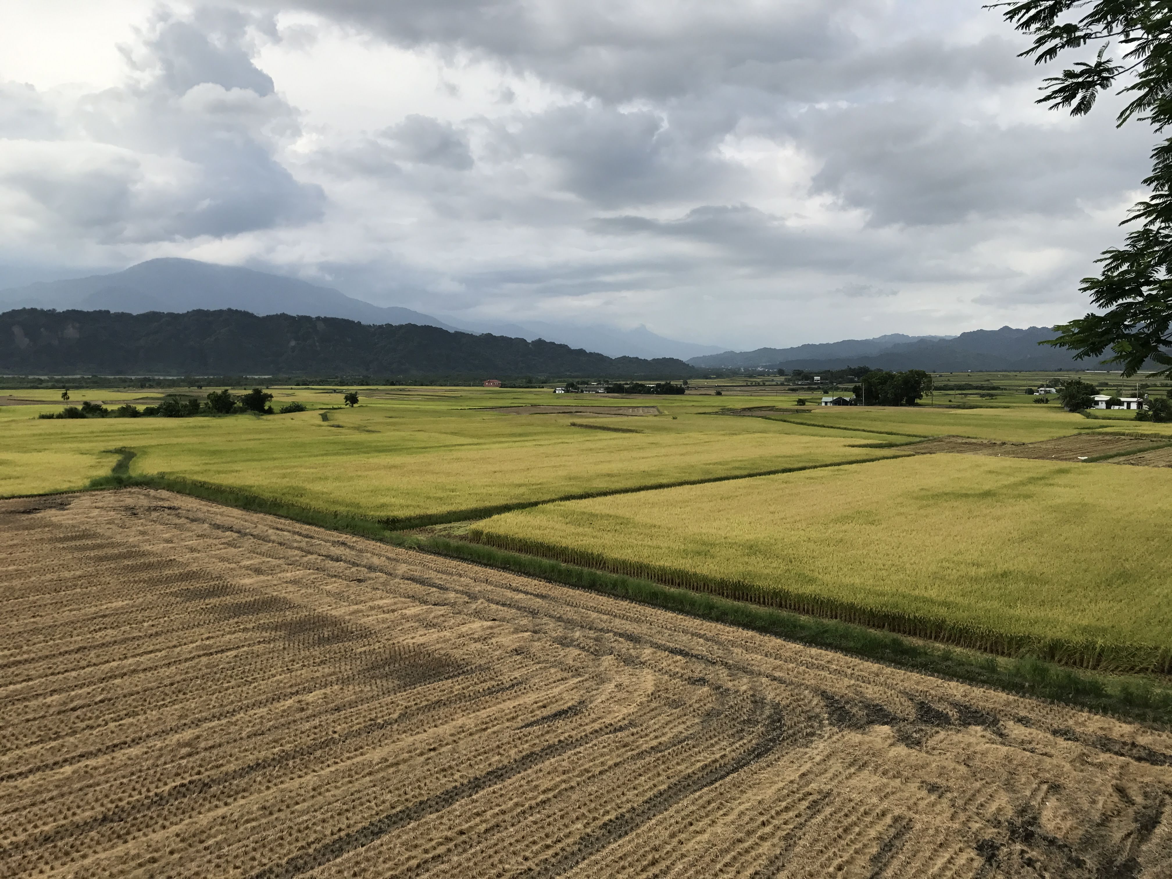 這張圖片主要呈現一片遼闊的稻田景色，稻田分布整齊，部分區域已經收割，遠方可以看到山脈和陰天的天空。圖片中沒有浮水印。