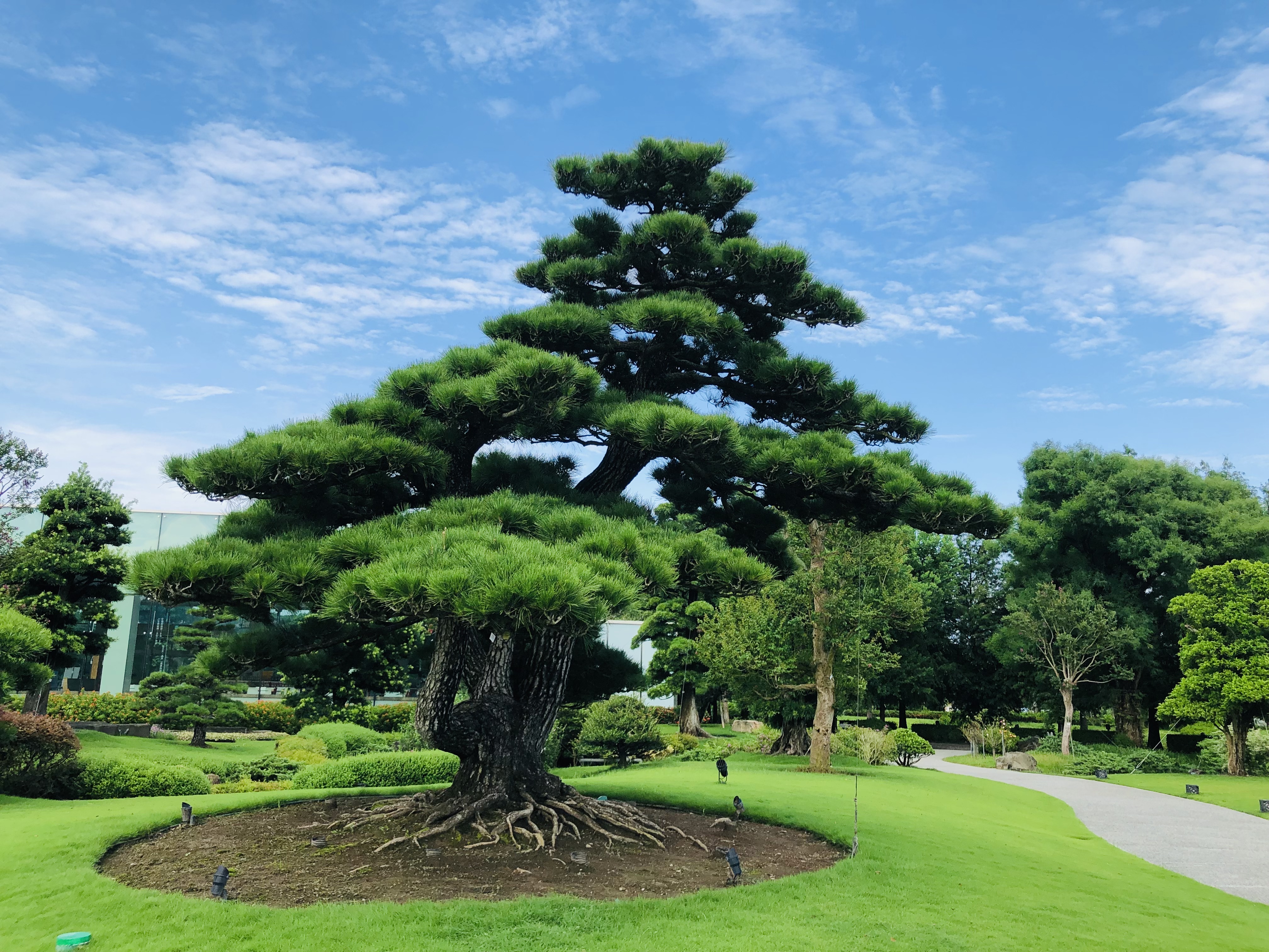 成美文化園造型松樹與草地