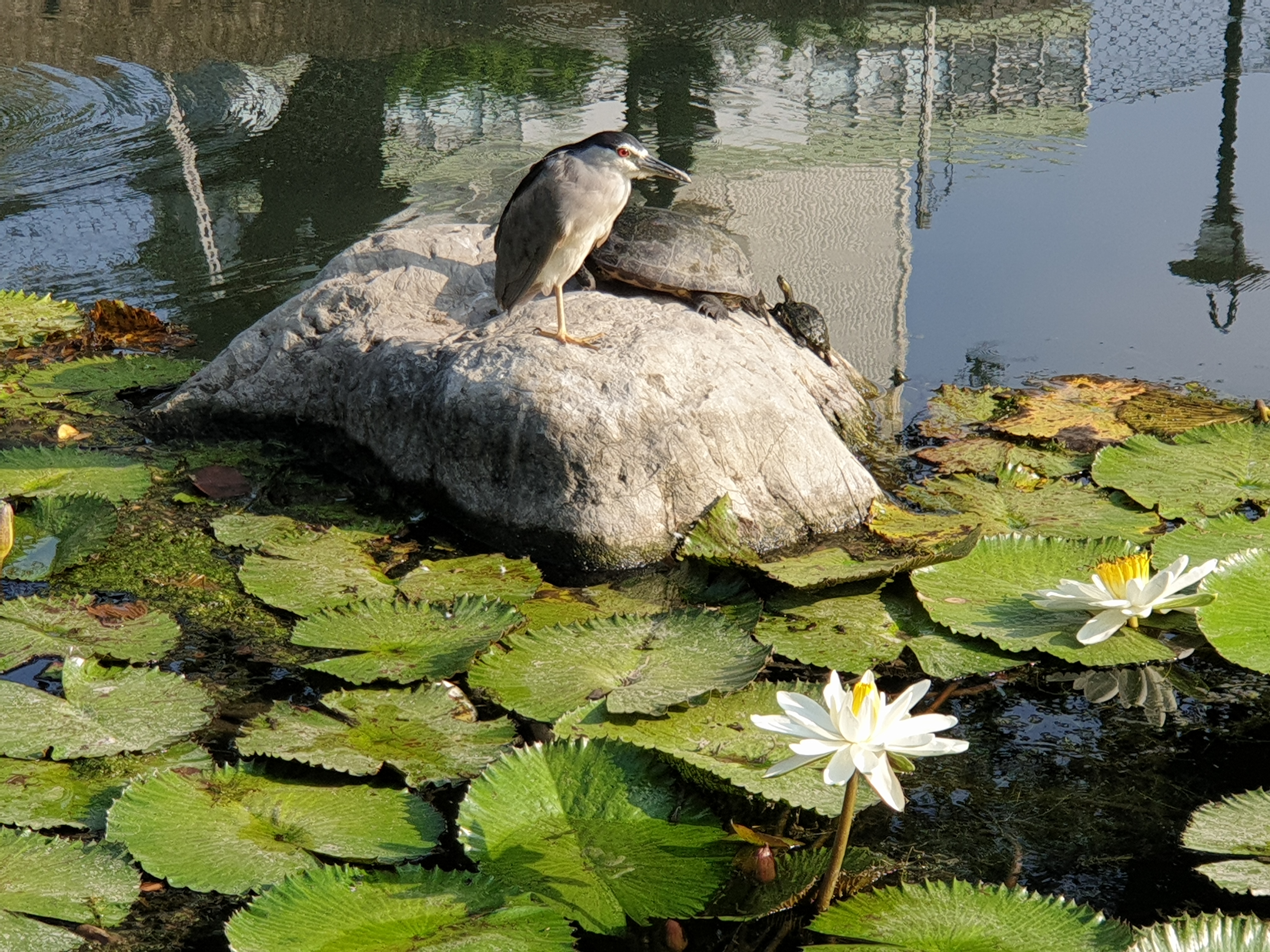 蓮葉池中石頭上的鳥與烏龜