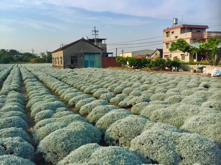 虎尾大片農田與鄉間住宅景觀