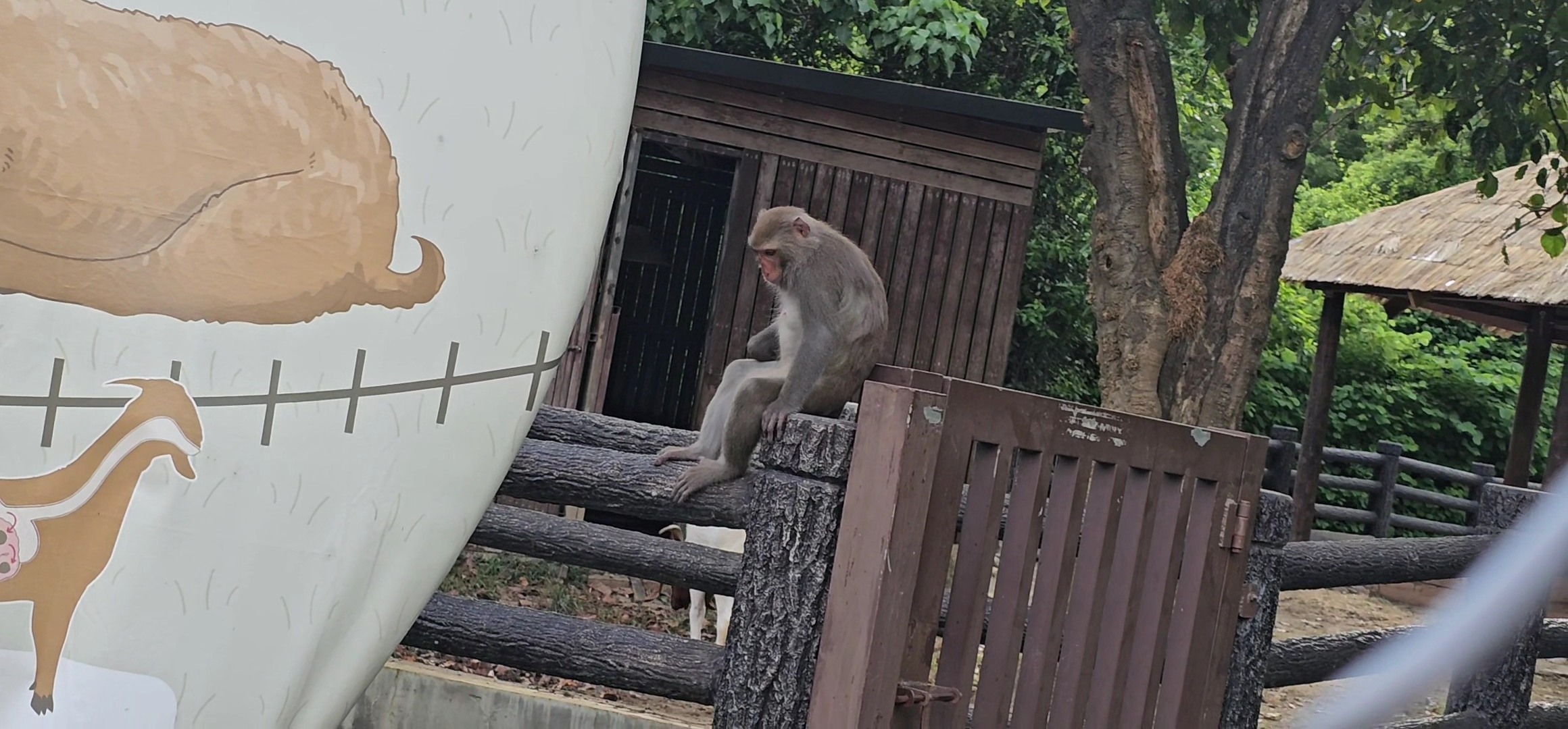 猴子坐在木柵欄上背景為樹木與木造建築