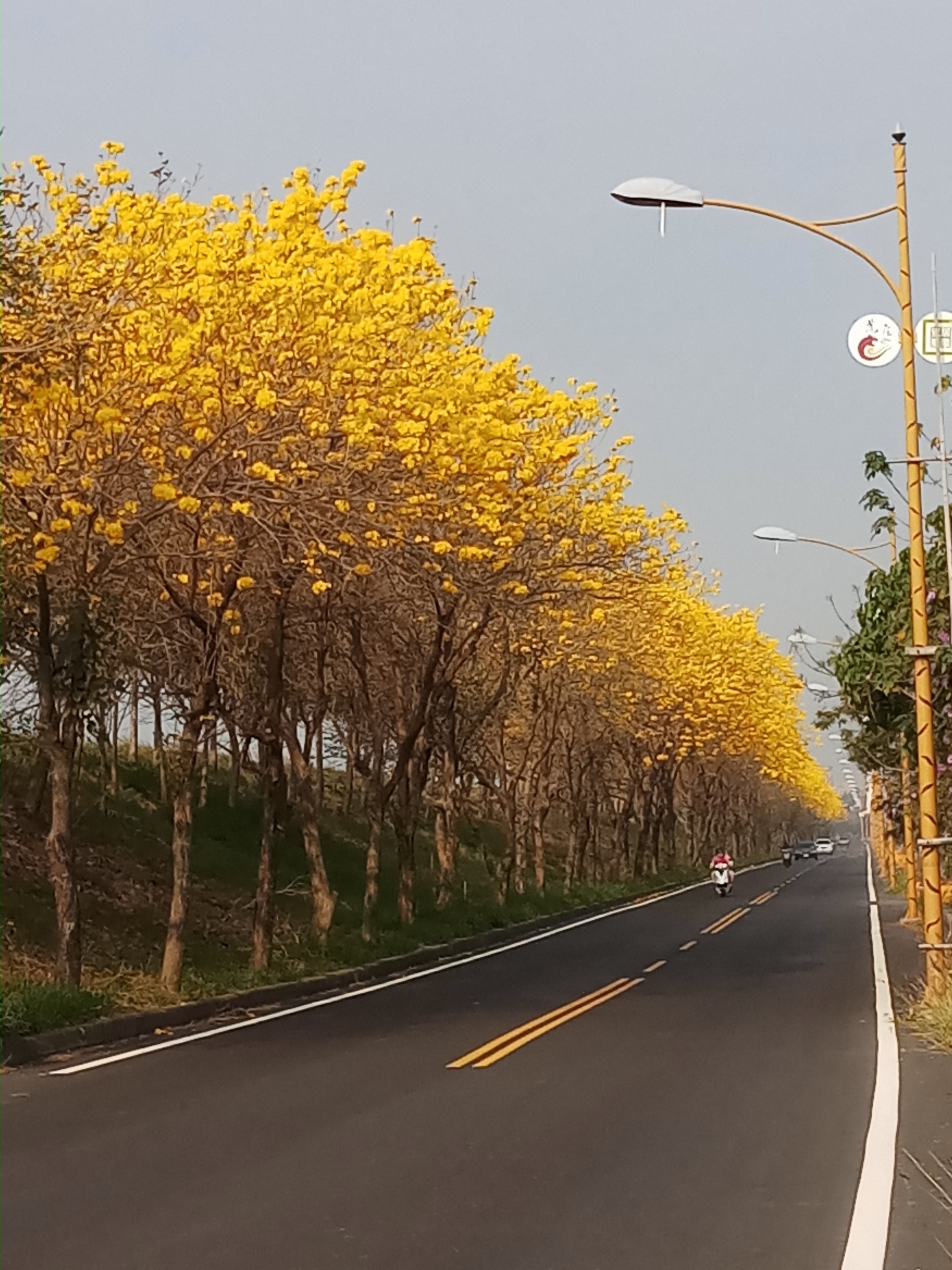 虎尾道路兩旁黃花風鈴木盛開形成花隧道