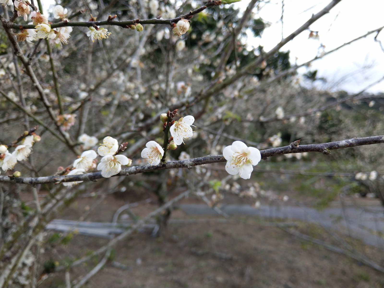 三叉工坊梅花枝頭白色花朵特寫