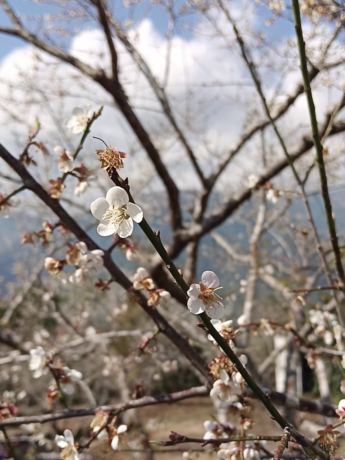 三叉工坊梅園全景白梅襯著藍天與遠山
