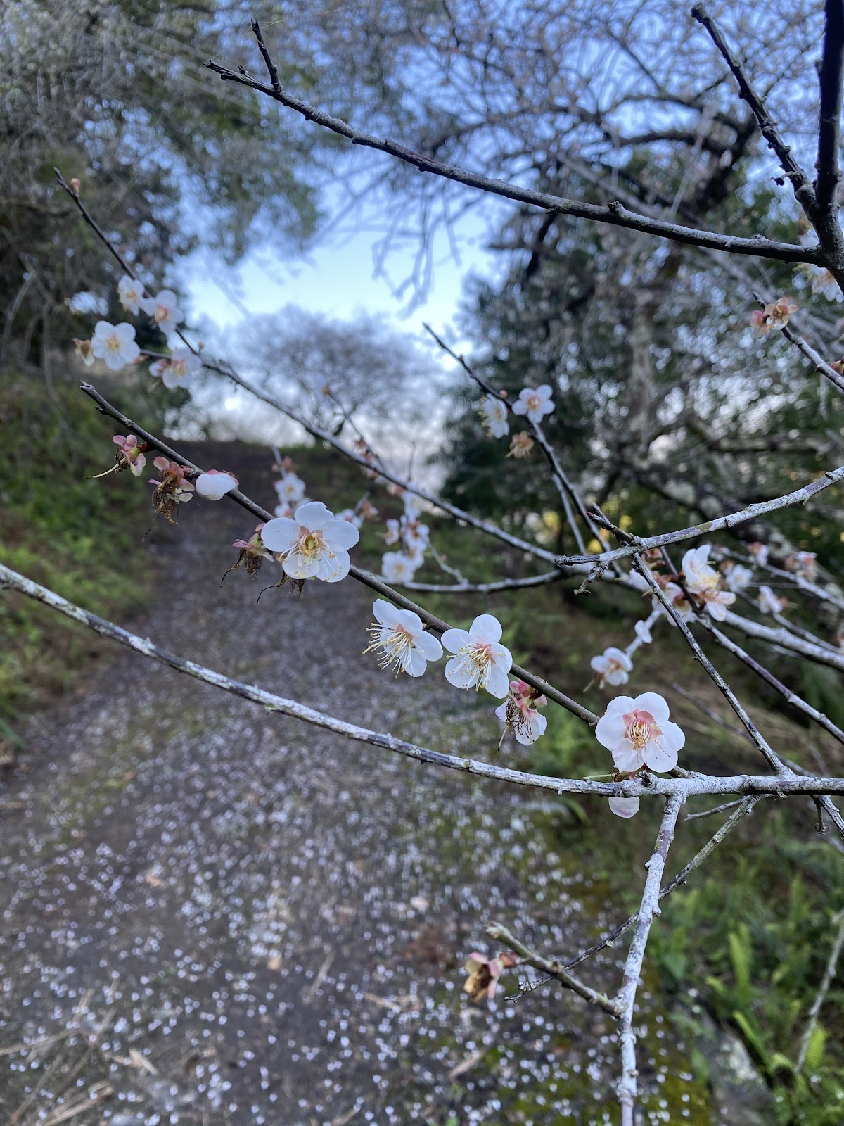 三叉工坊步道旁梅花花瓣灑落地面
