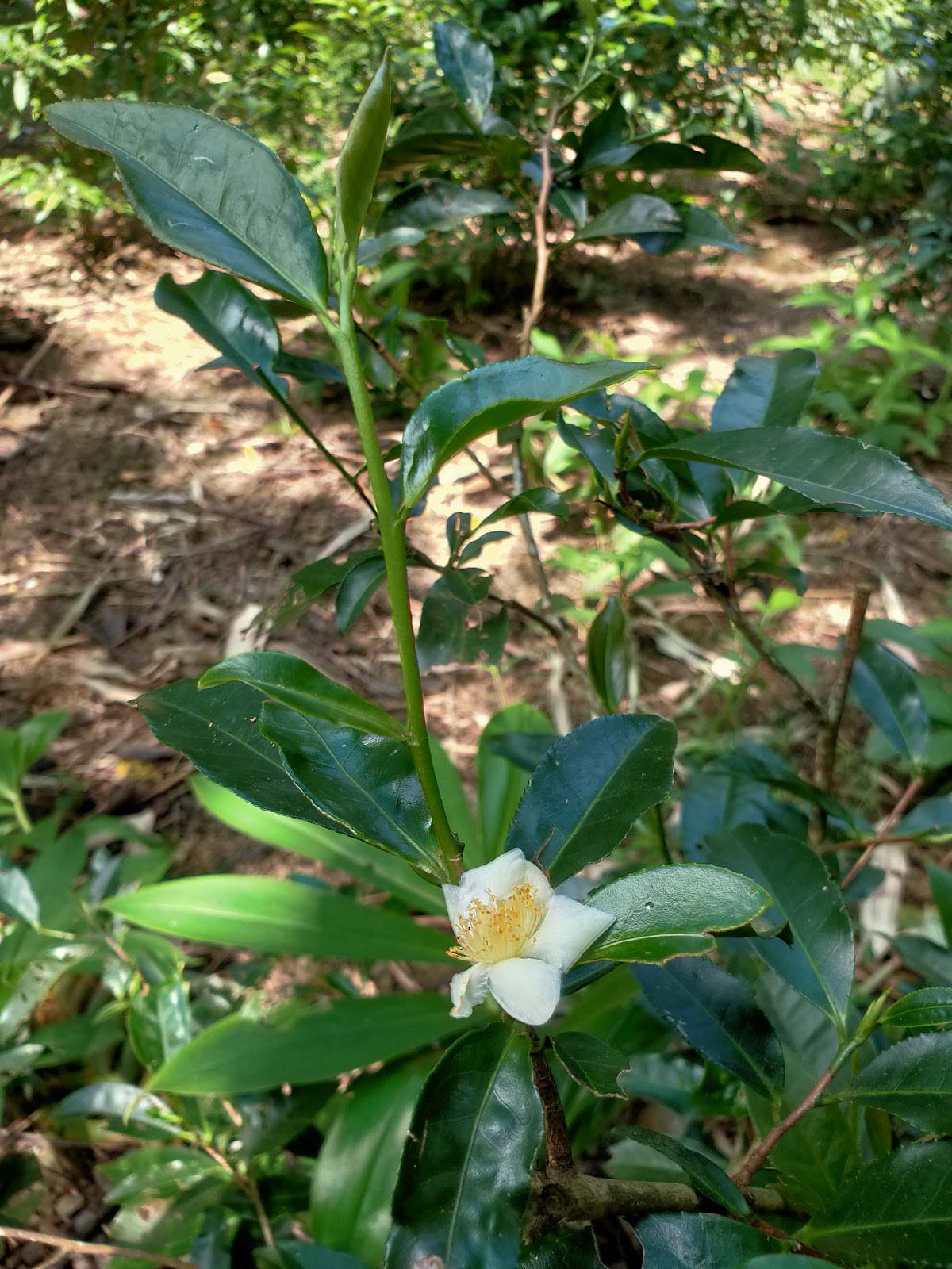 六龜山茶茶樹嫩芽與小白花特寫