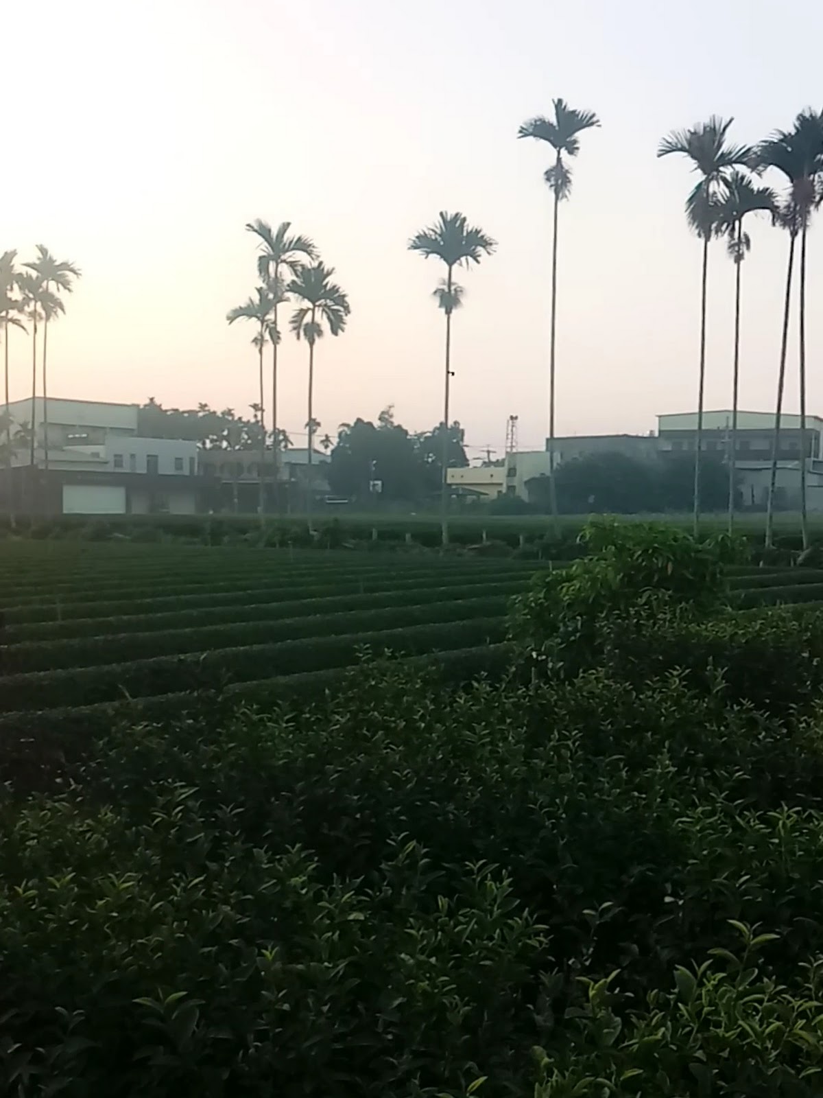 七星陣地公園黃昏茶園檳榔樹景觀