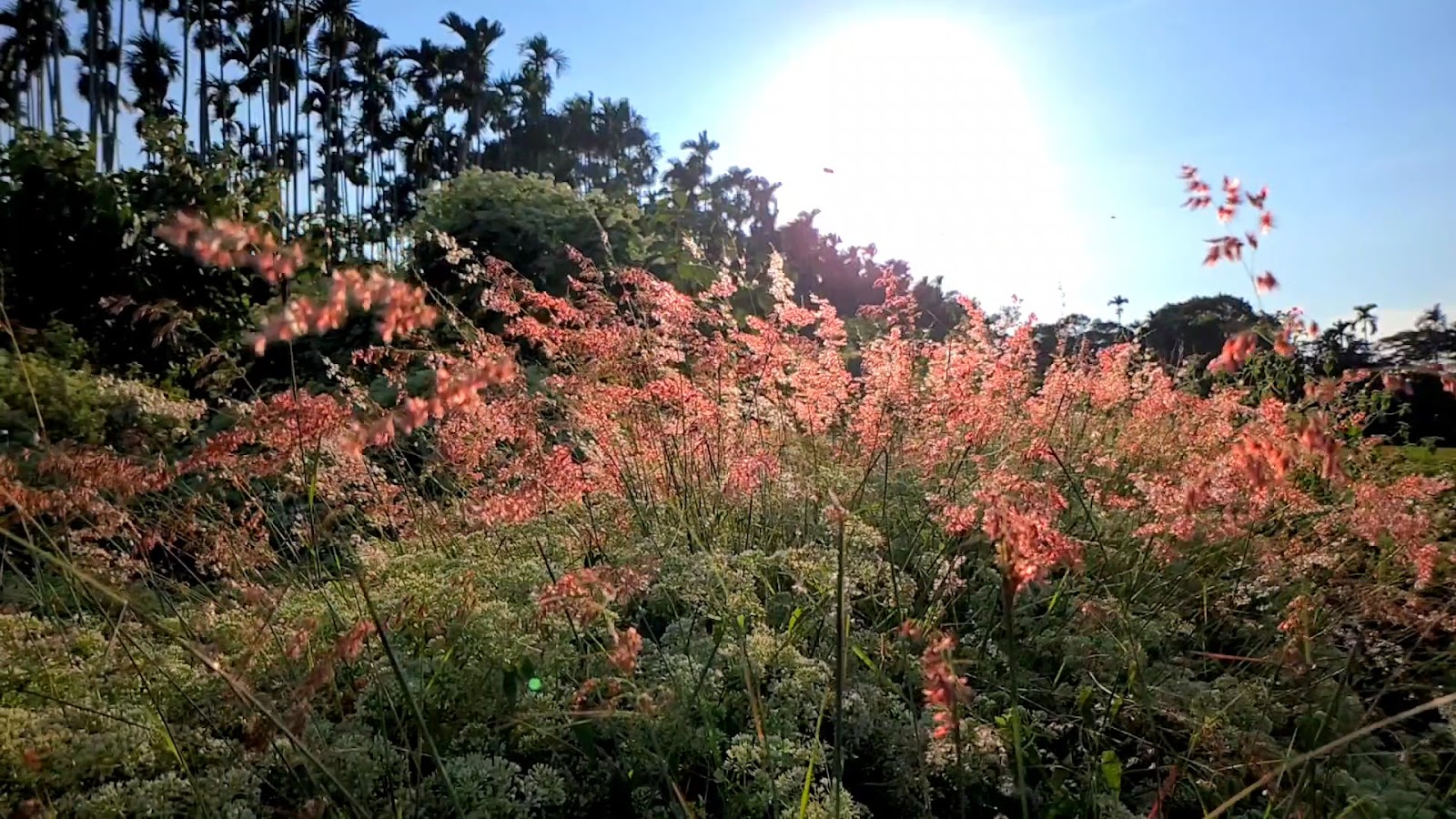 名間茶香步道黃昏花草與檳榔樹景色