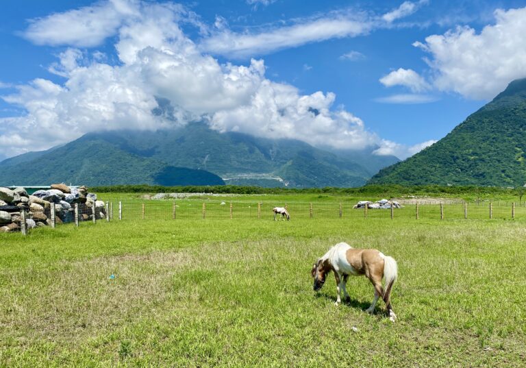 崇德瑩農場深度評測|花蓮山海景親子農場、動物互動與沙灘車體驗一次看