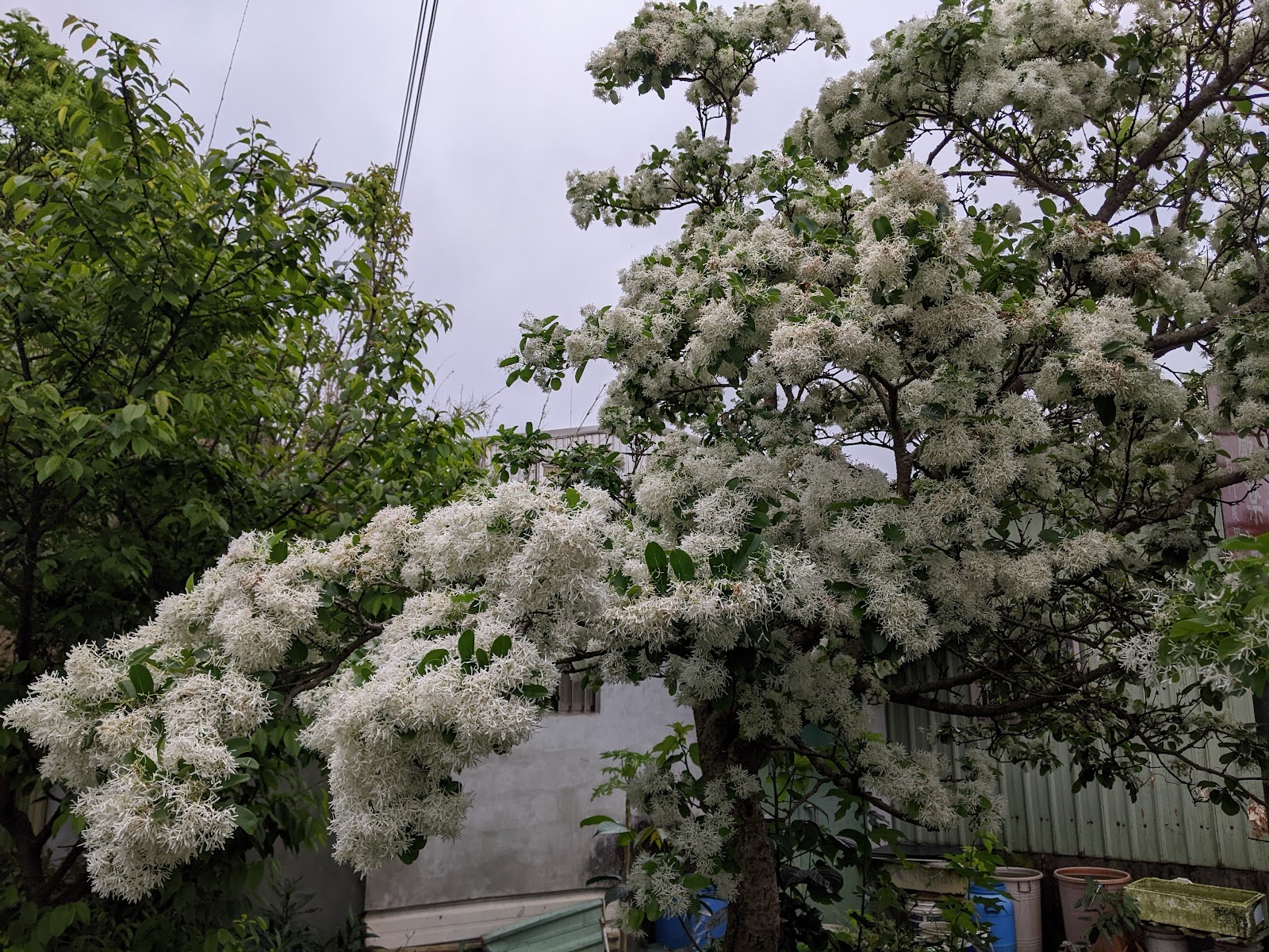 社子支渠景觀流蘇步道-流蘇花特寫