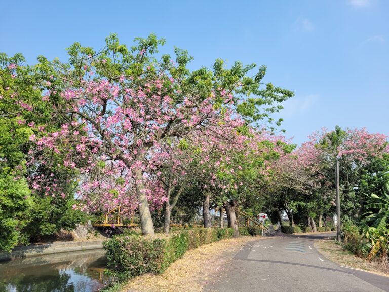 社子支渠旁風鈴木盛開
