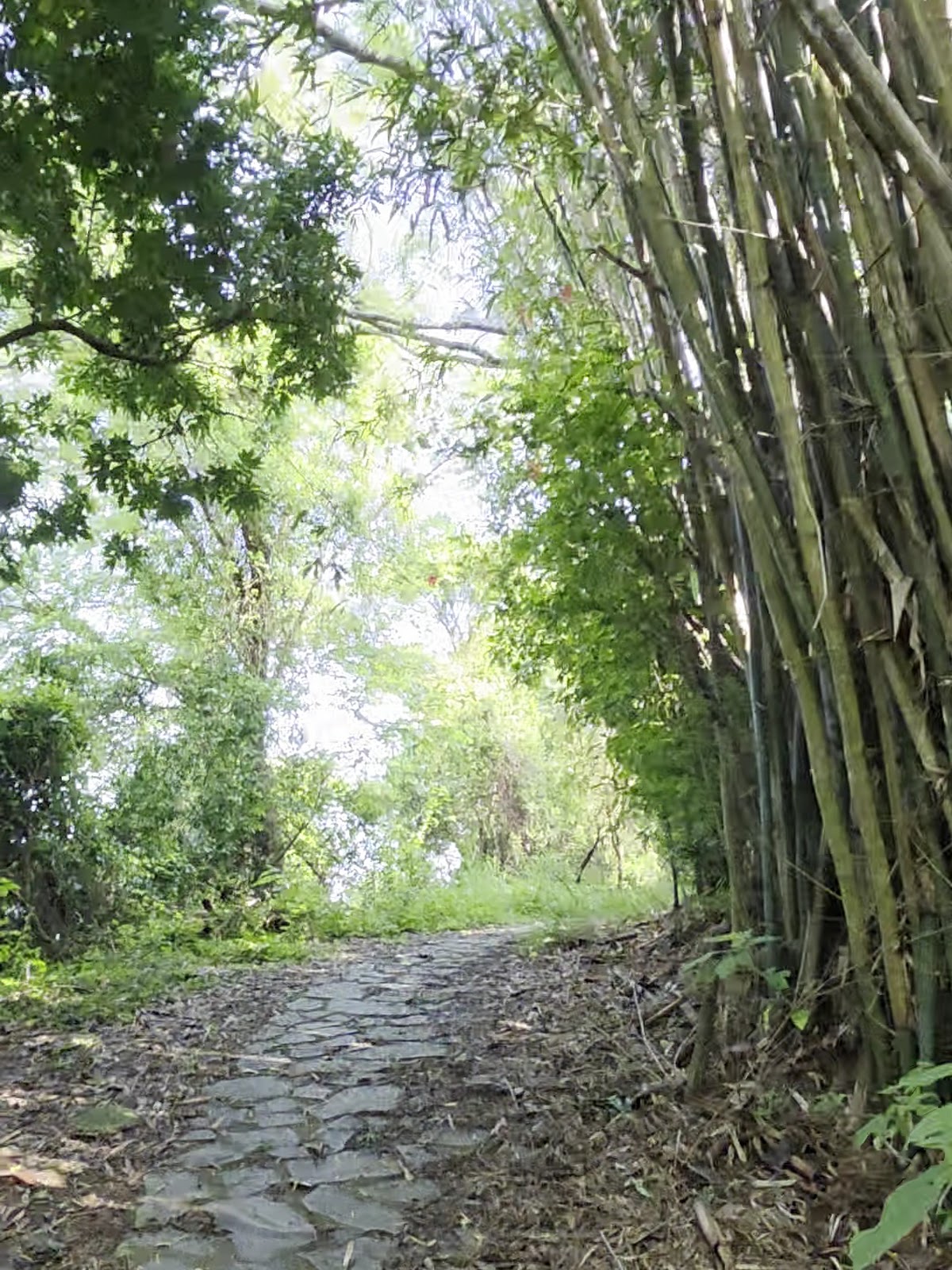 文林生態古道竹林石板步道