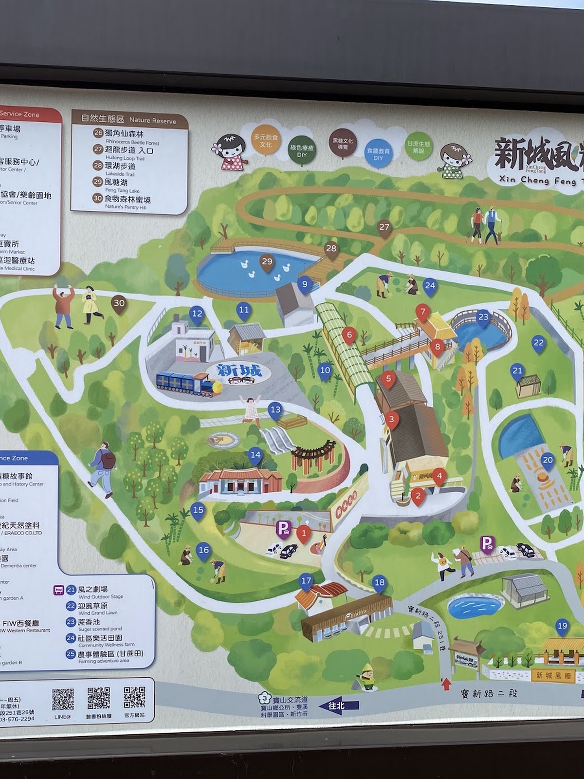 迴龍步道旁油桐花盛開