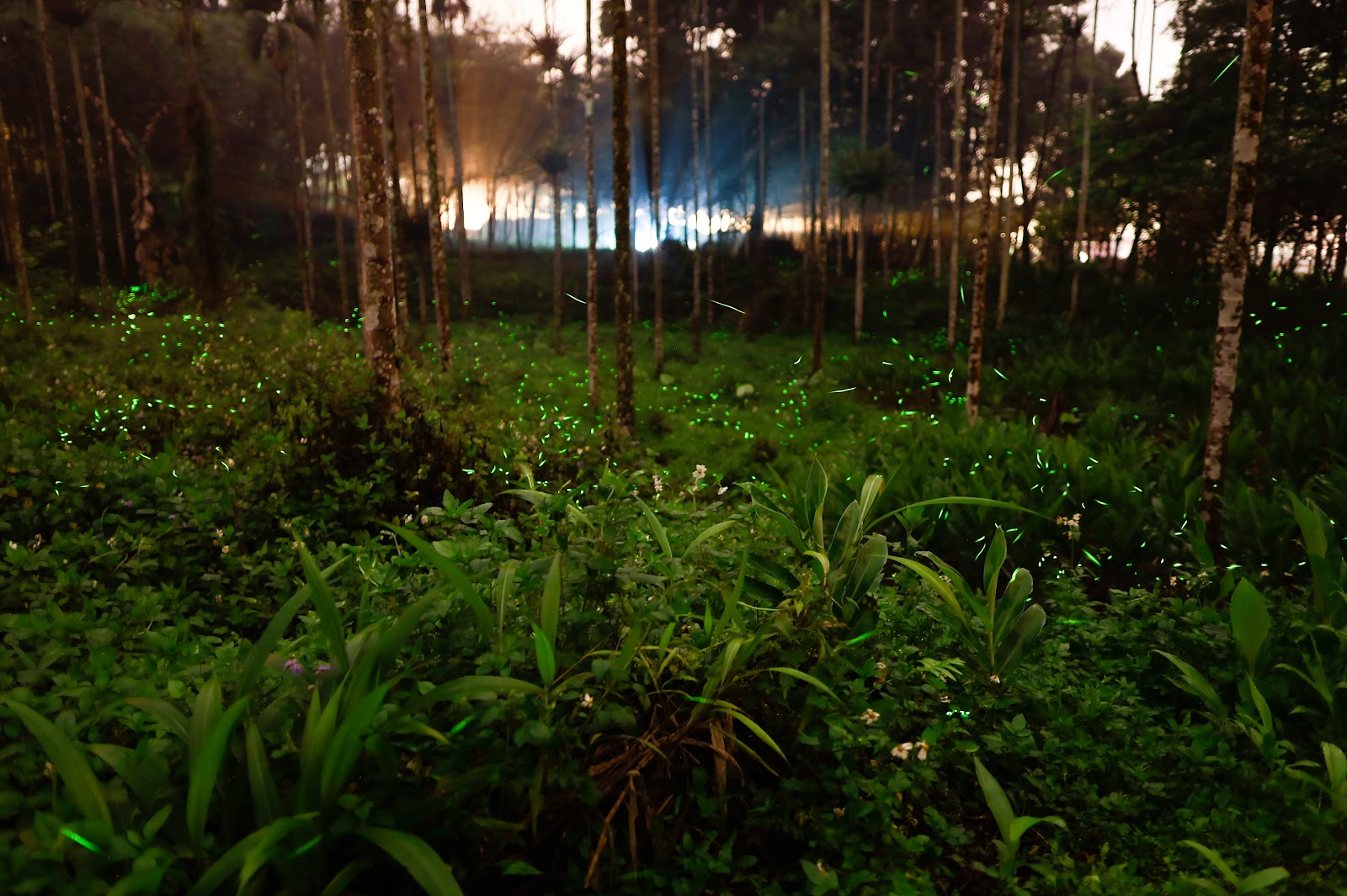 入夜後的三生緣區樹林間,遠處水面透出微光,正是賞螢秘境的氛圍
