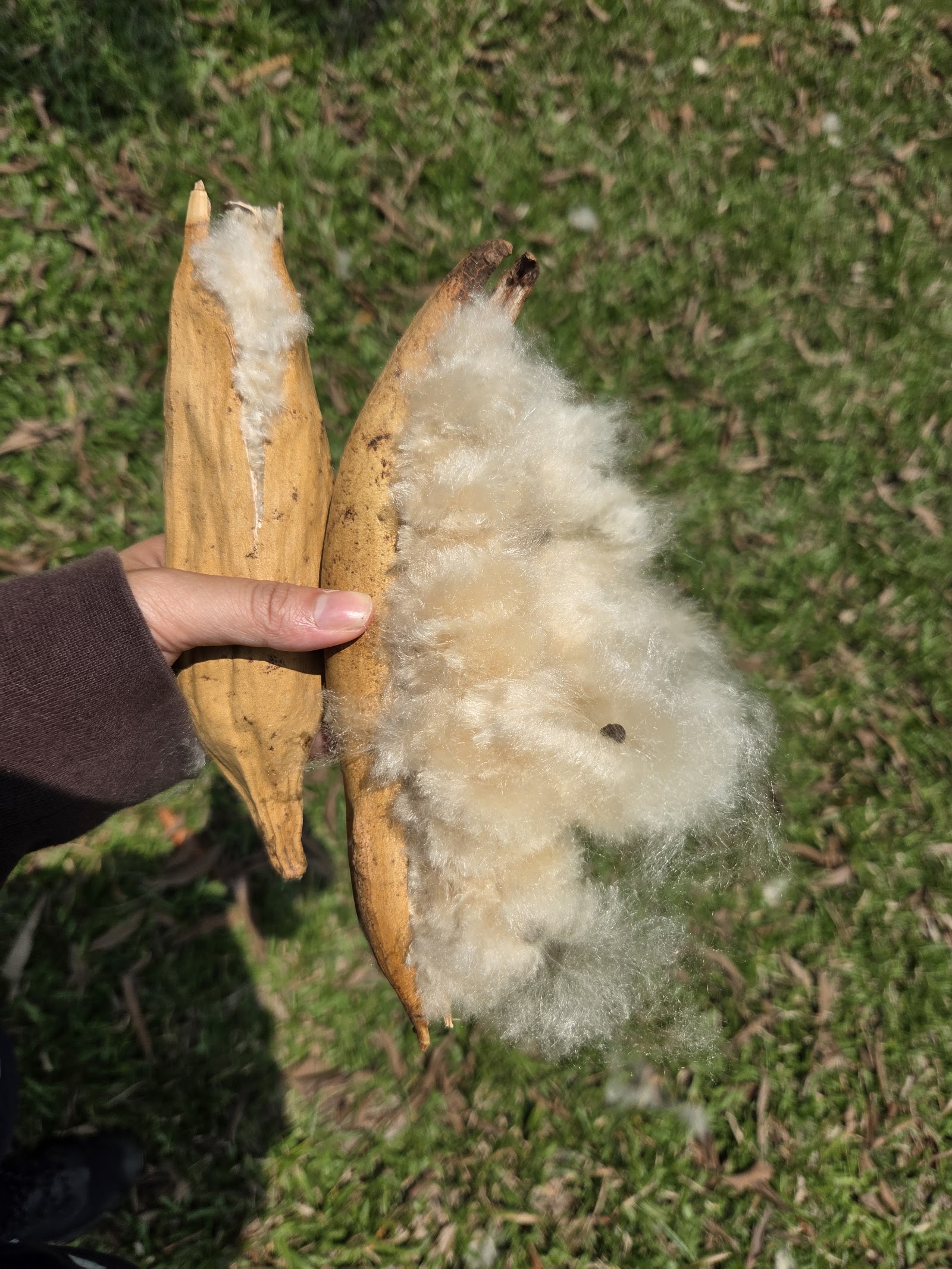 吉貝木棉果莢棉絮特寫