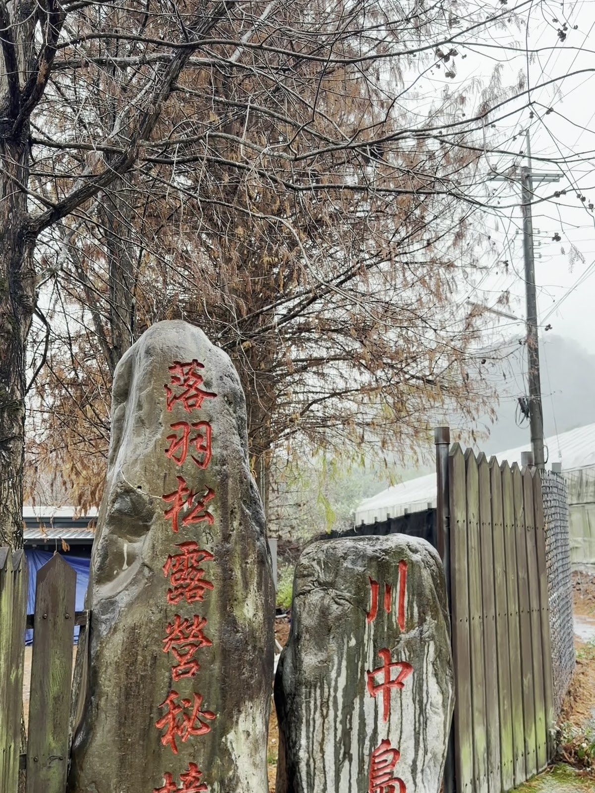 川中島落羽松露營秘境入口意象石碑