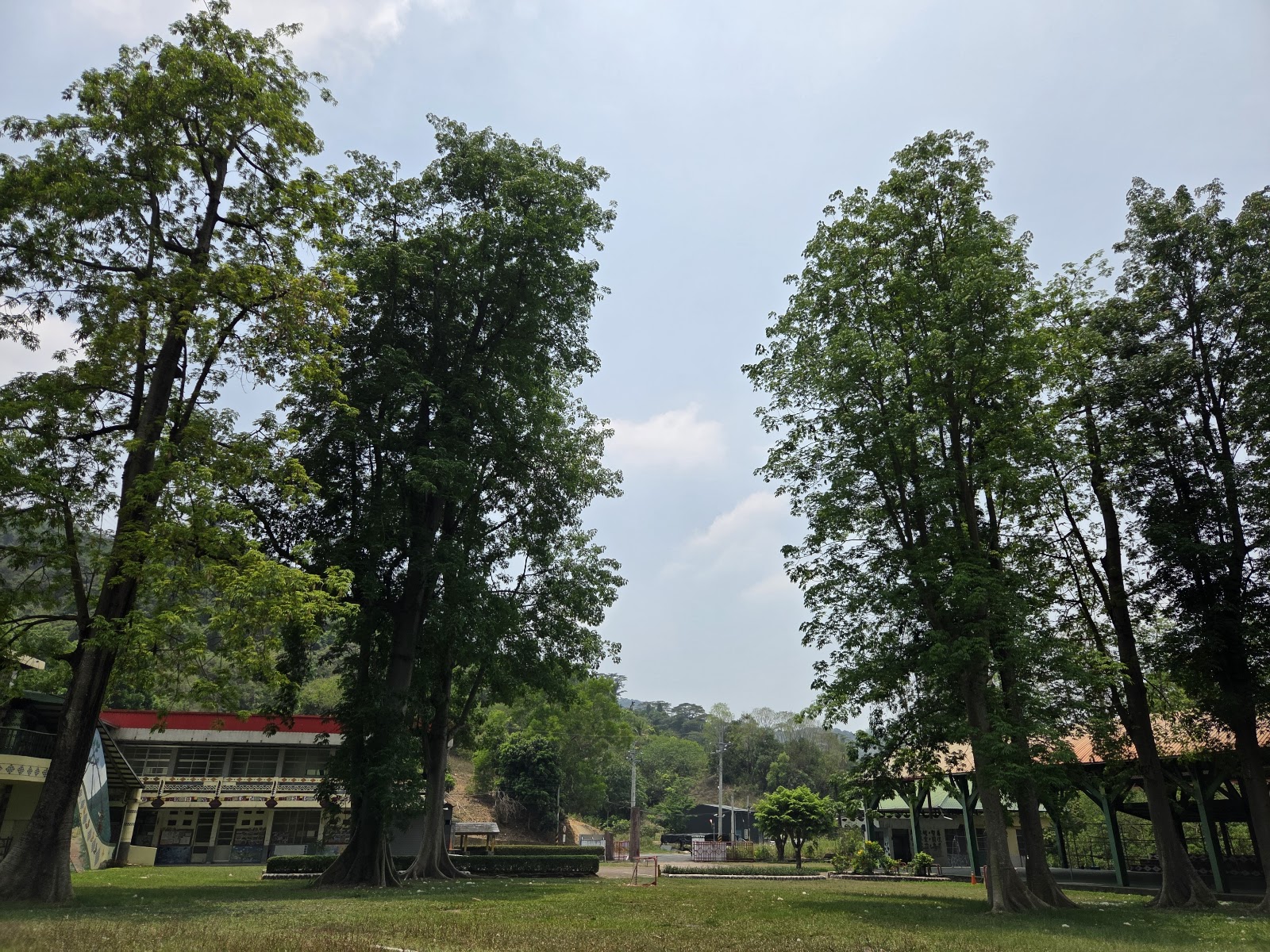 吉貝木棉林校園樹列景觀