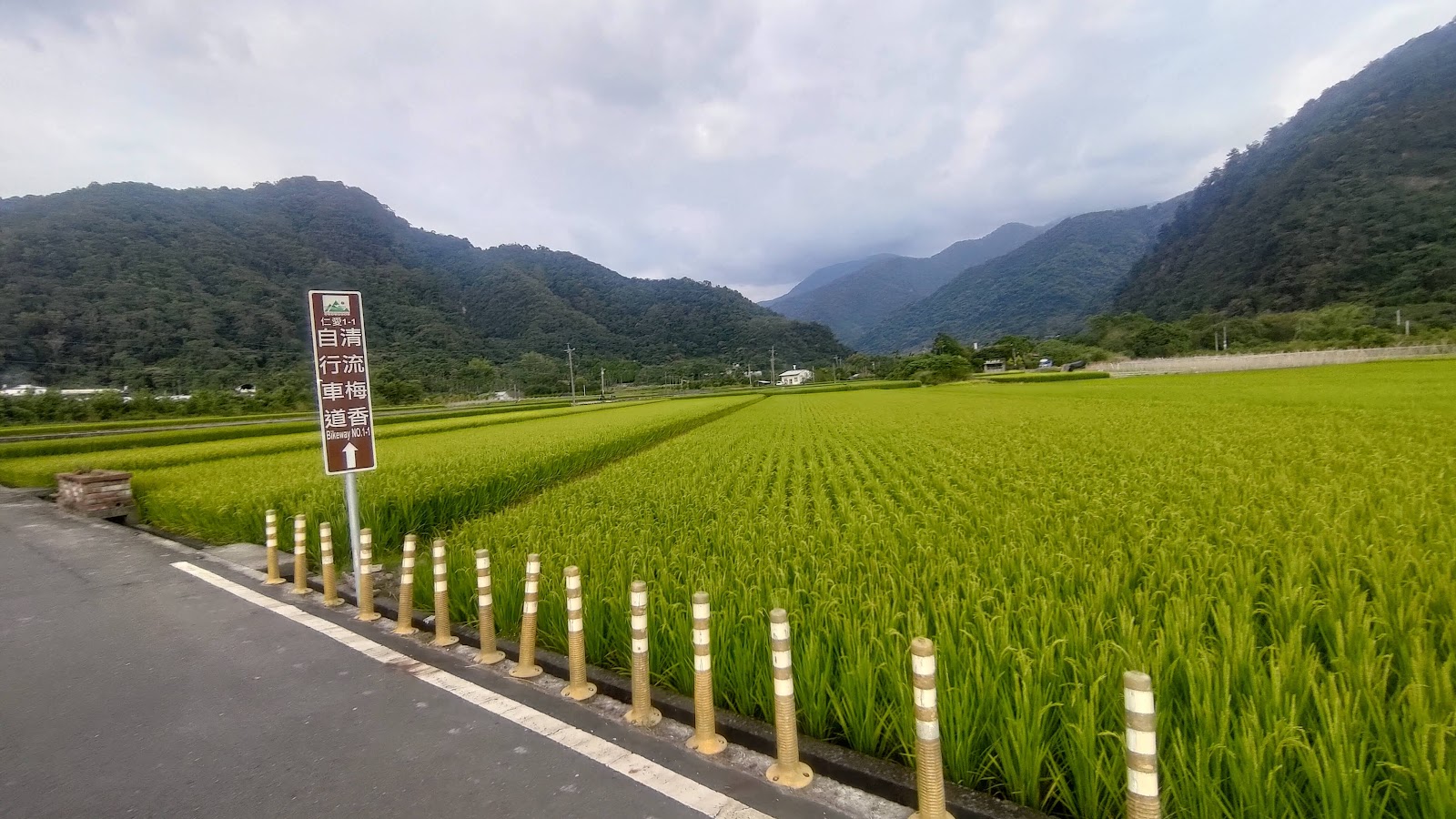 清流梅香自行車道旁的翠綠水稻田