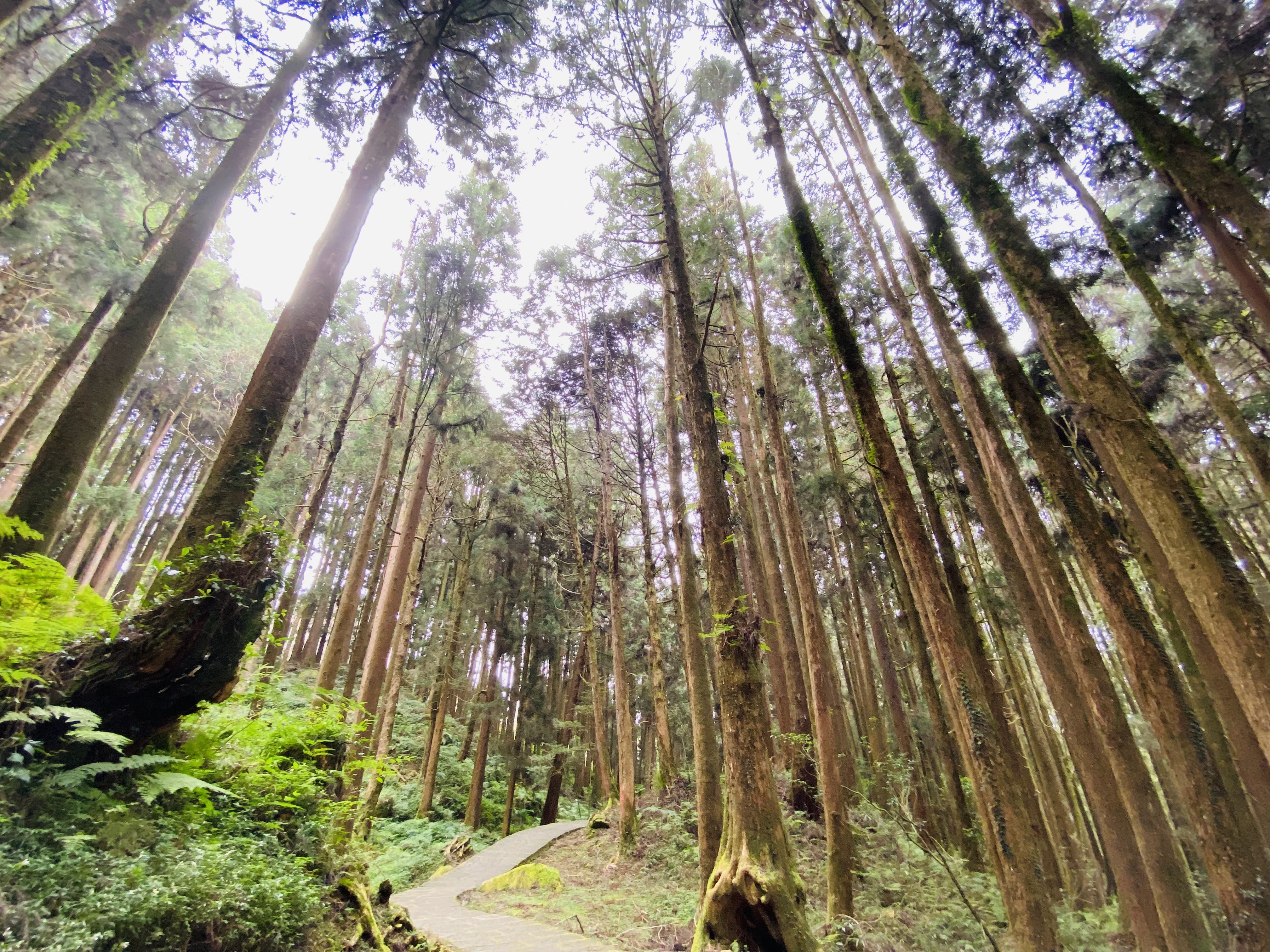 森林步道蜿蜒穿過筆直樹林