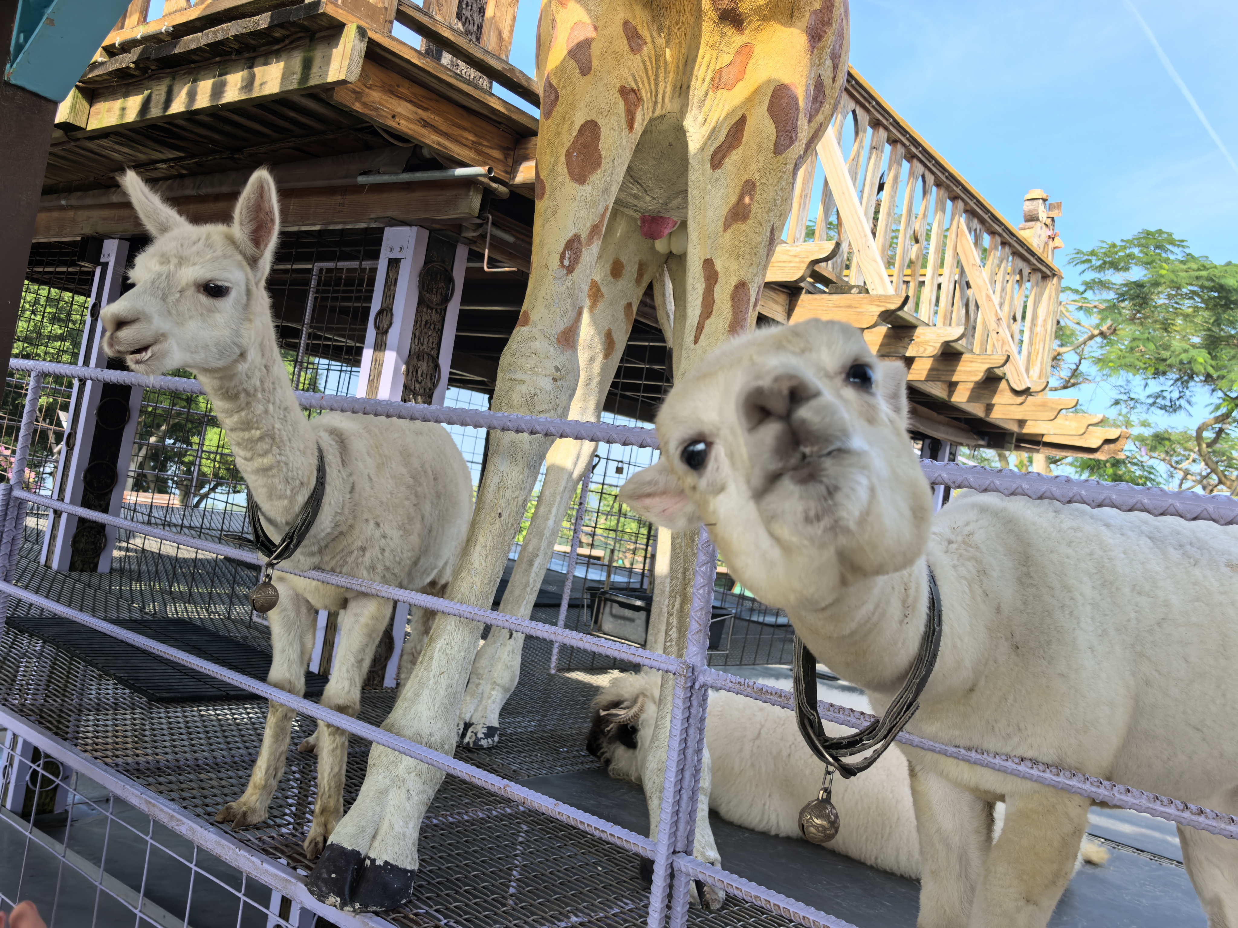 羊駝與造景動物區
