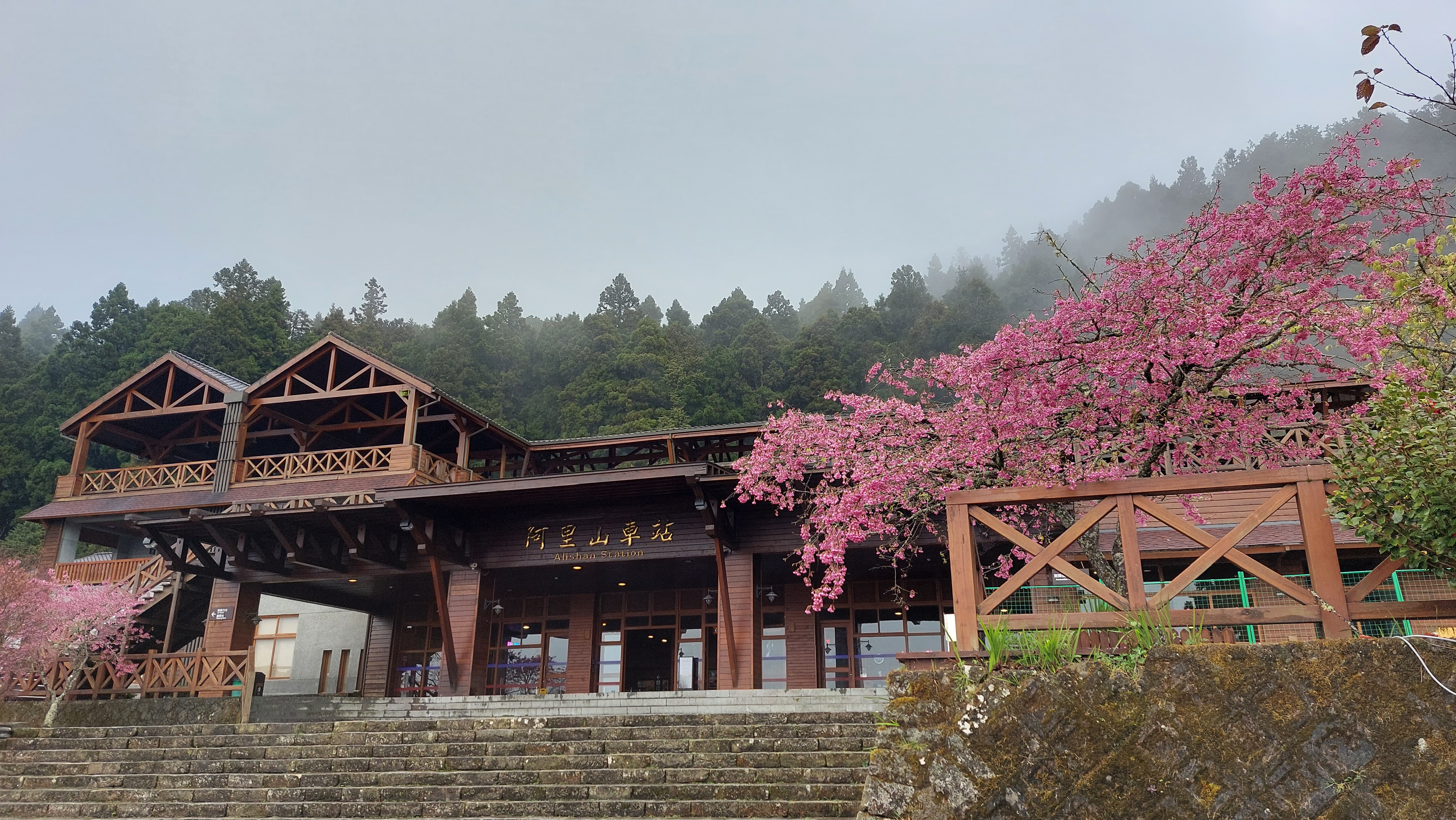 阿里山車站與櫻花同框景色