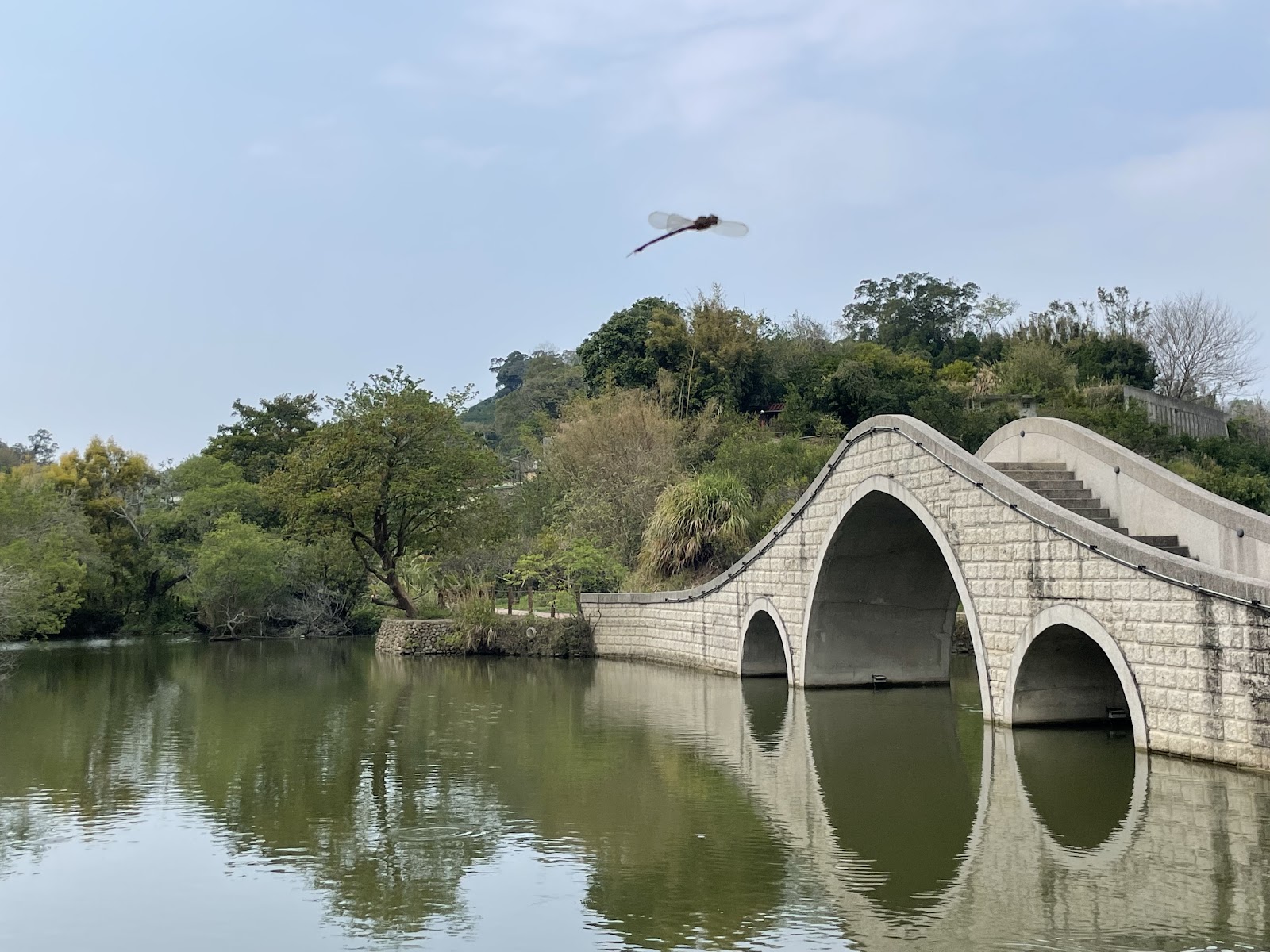 寶山小西湖白色雙孔拱橋，蜻蜓飛過湖面上方