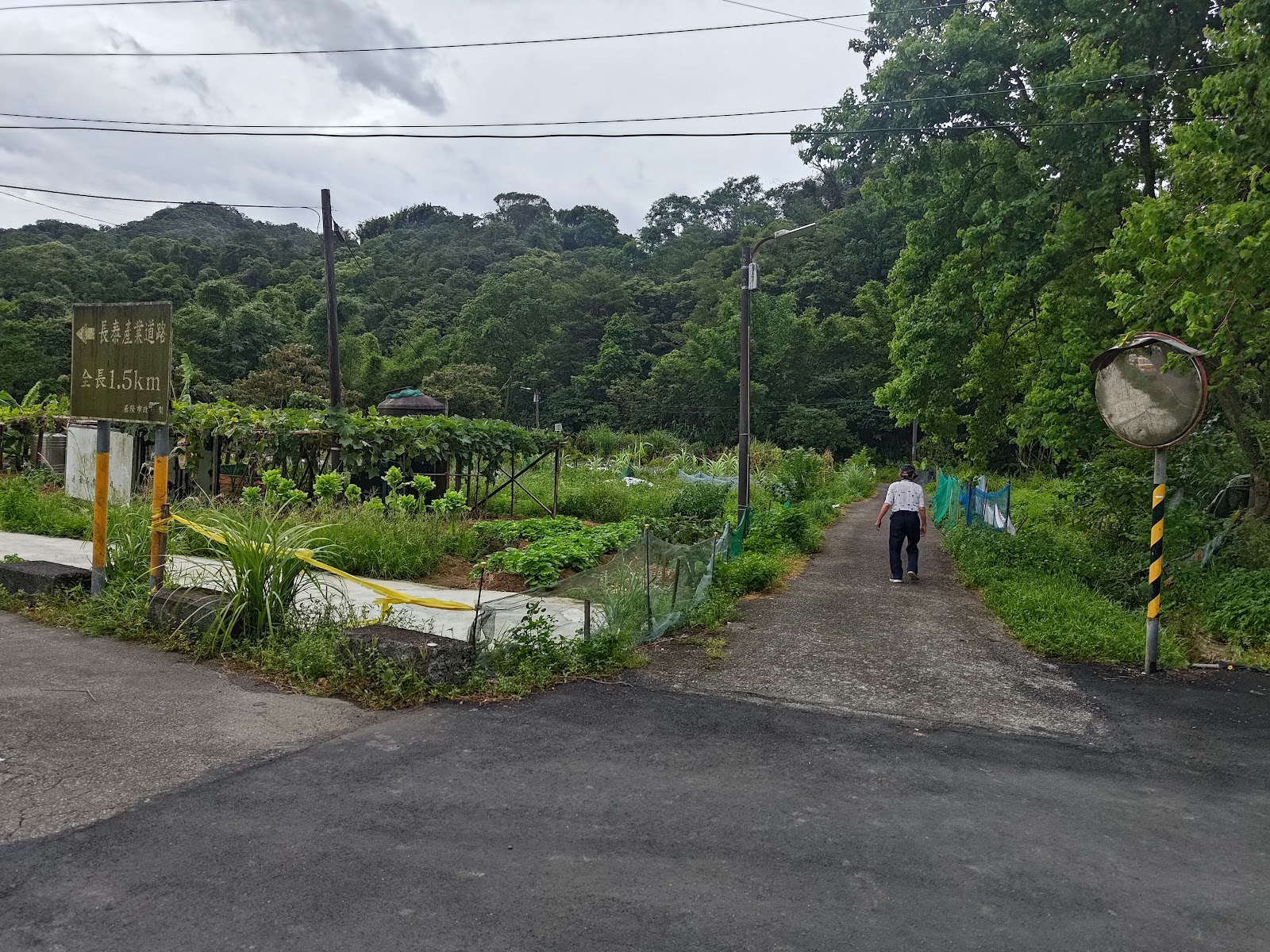 拔西猴山森林步道陽光灑落