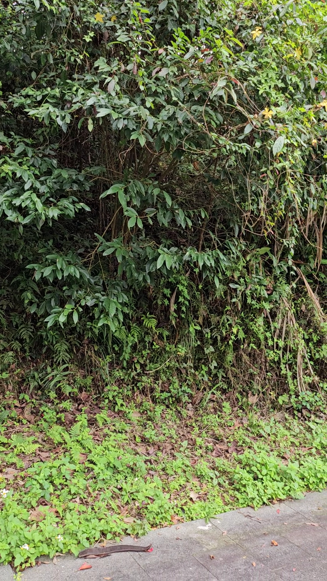 北埔秀巒公園山坡藤蔓植被步道