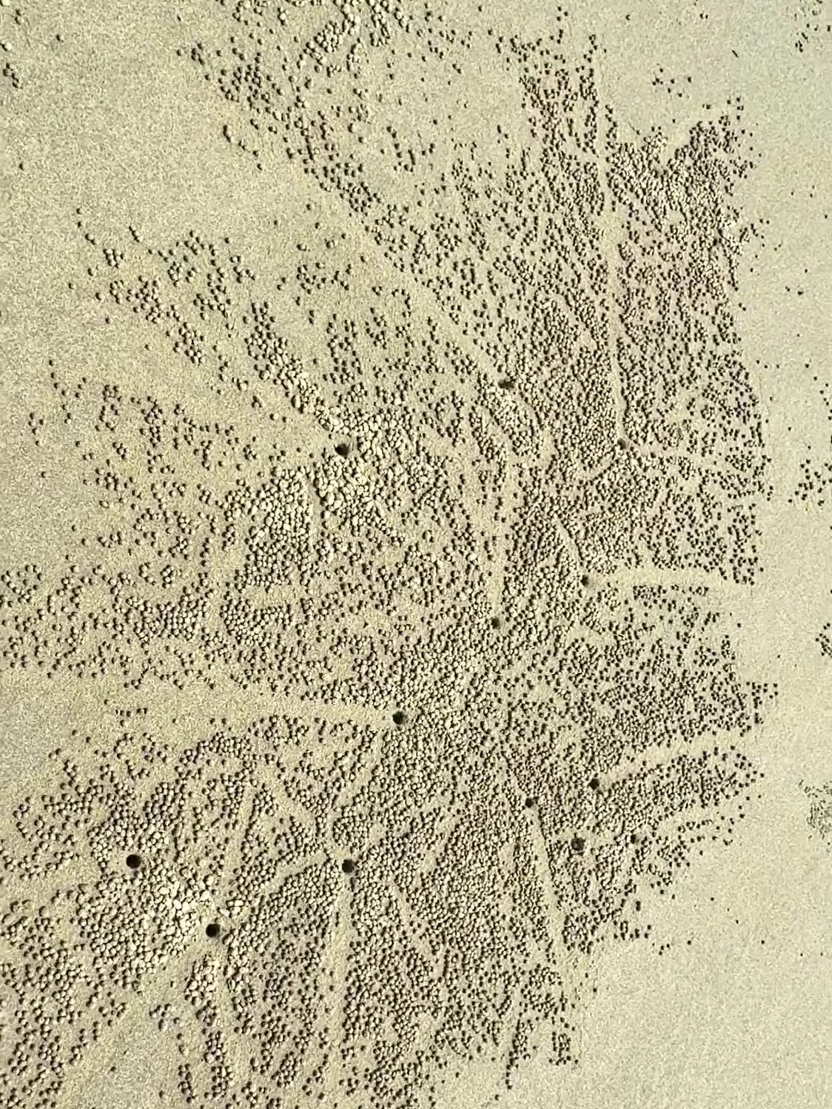 布袋海灘沙地上的沙蟹洞群聚景象