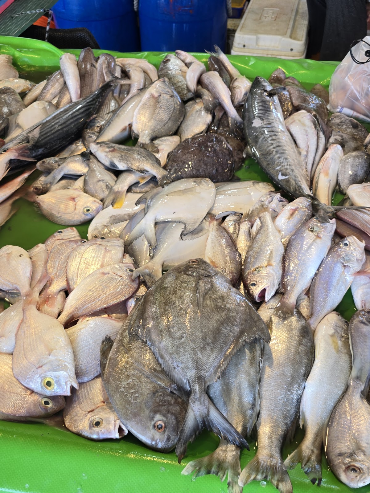 塭仔漁港午後市集現撈漁獲