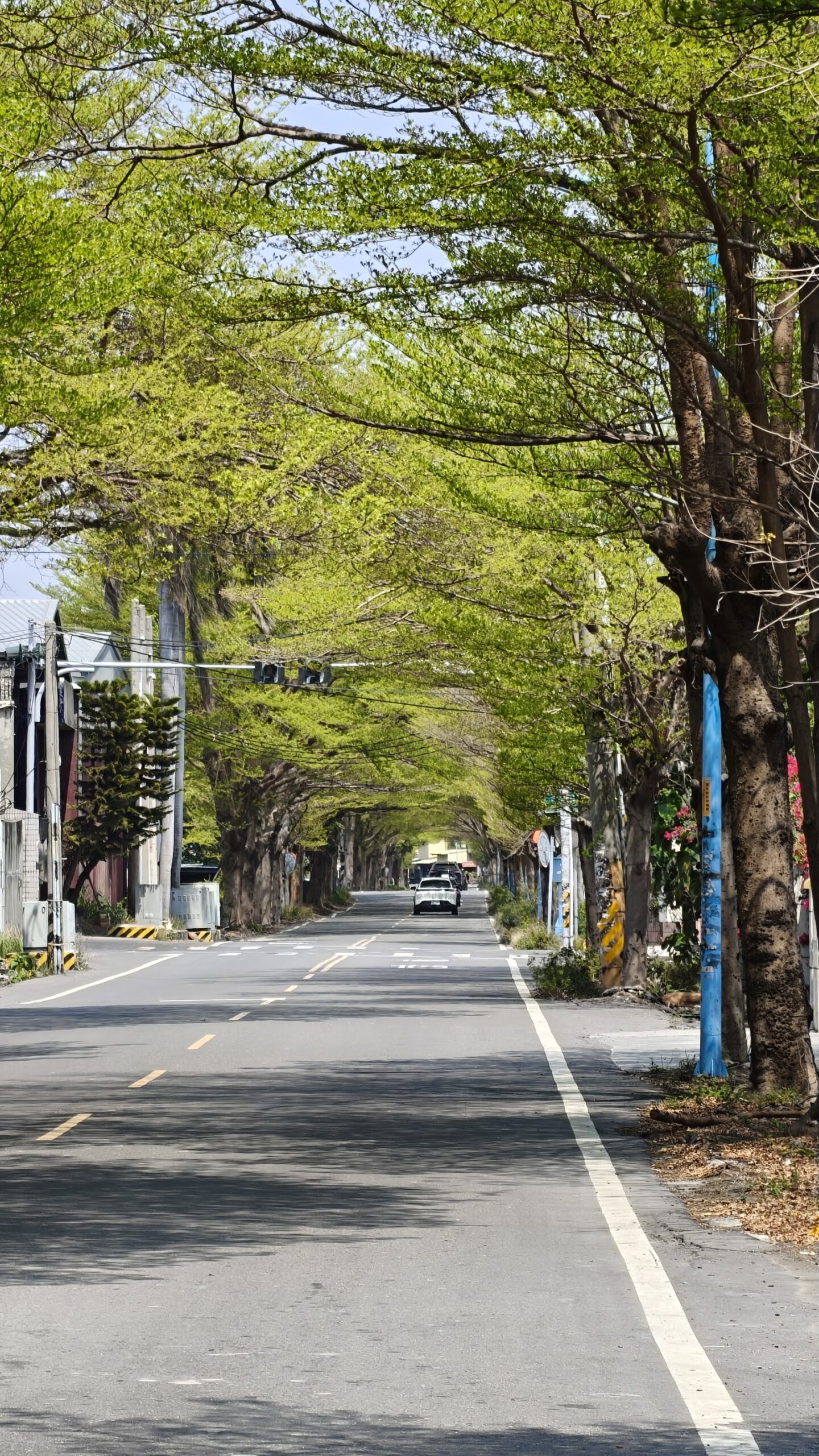 彰化秀水綠色隧道林蔭大道