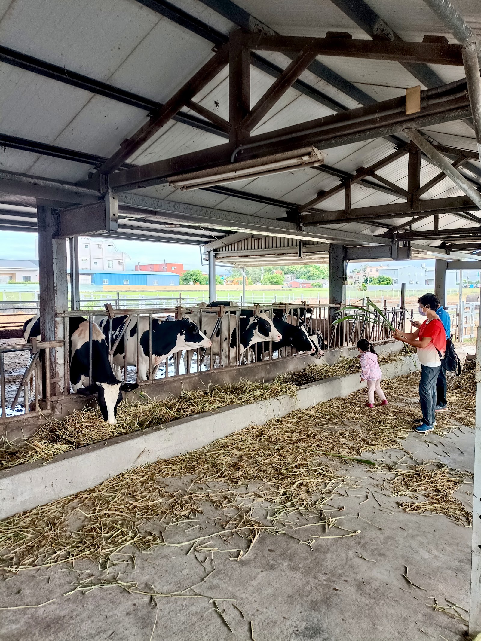 泳霖牧場親子餵牛體驗牛舍