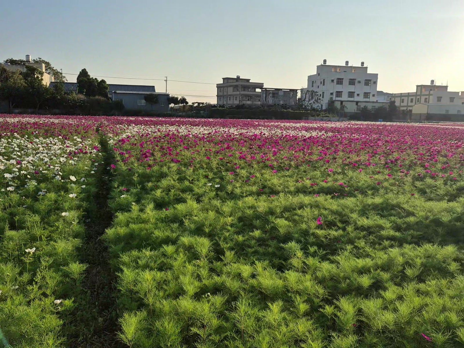 彰化秀水金陵村年度花海波斯菊花田