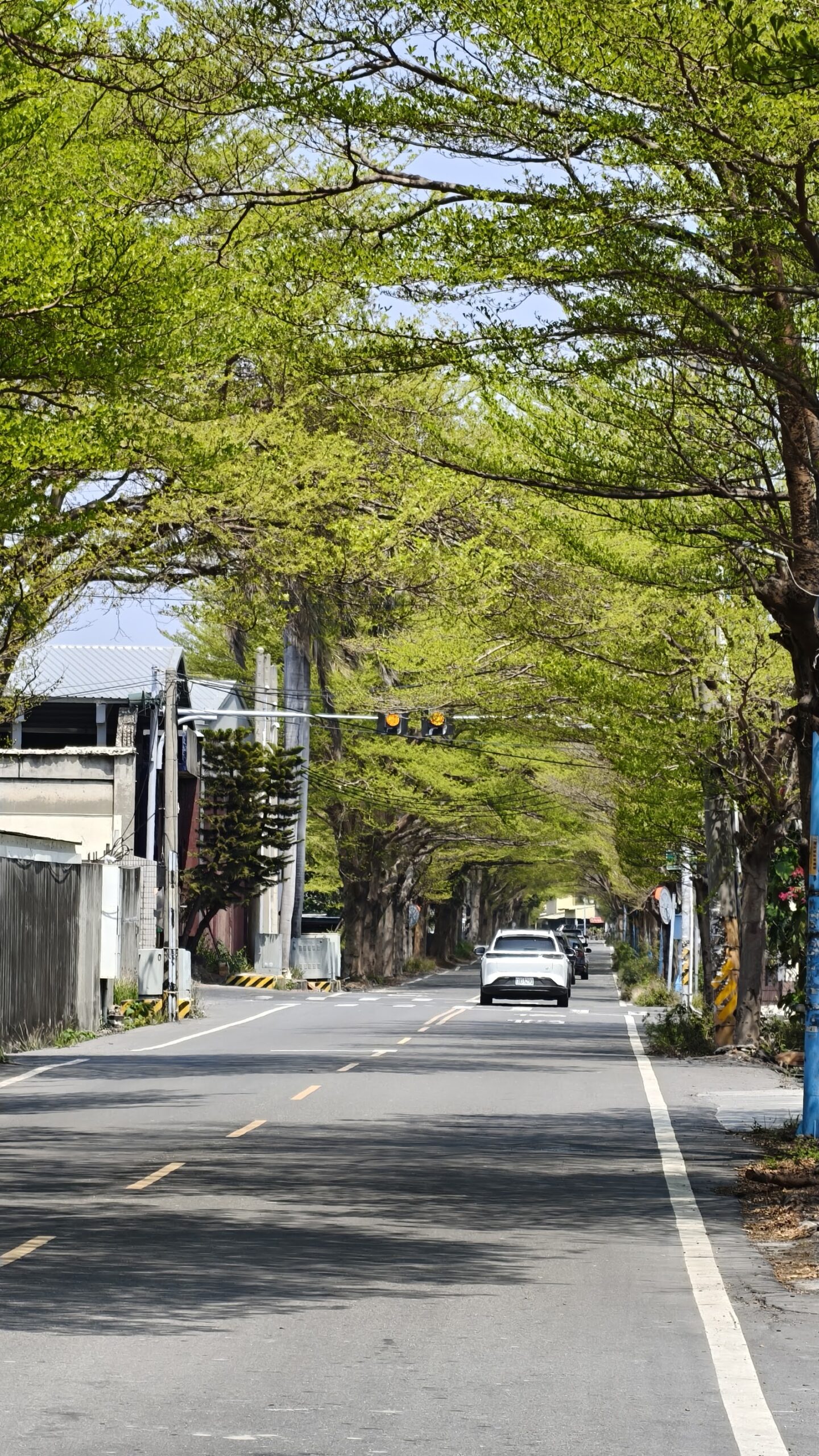 彰化秀水綠色隧道民主街林蔭道路