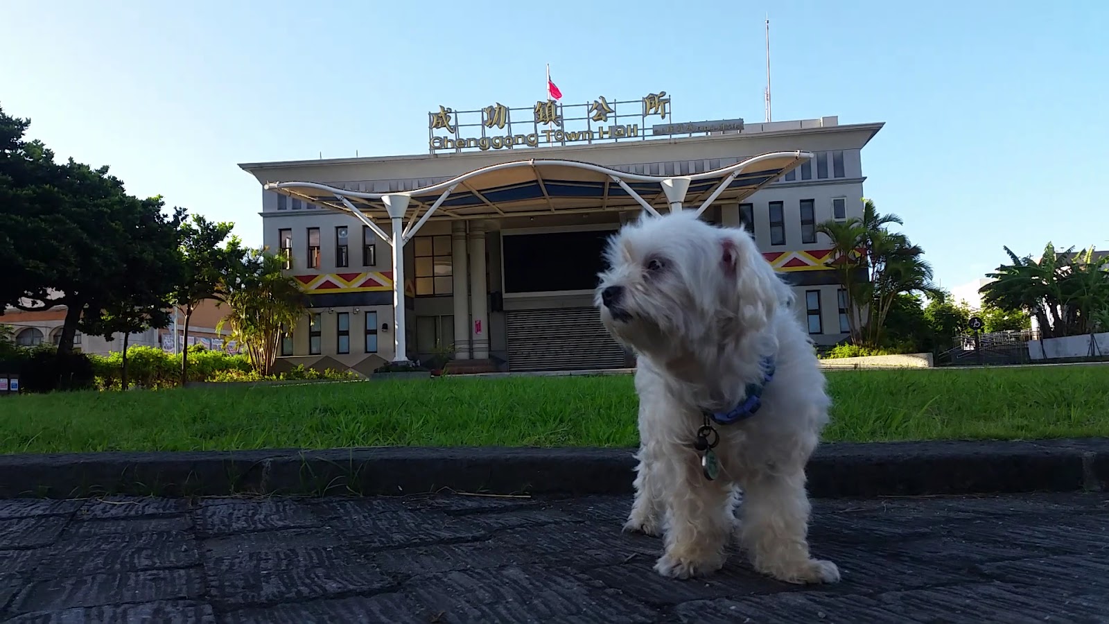 成功鎮公所建築全景與招牌，前景有一隻白色小狗