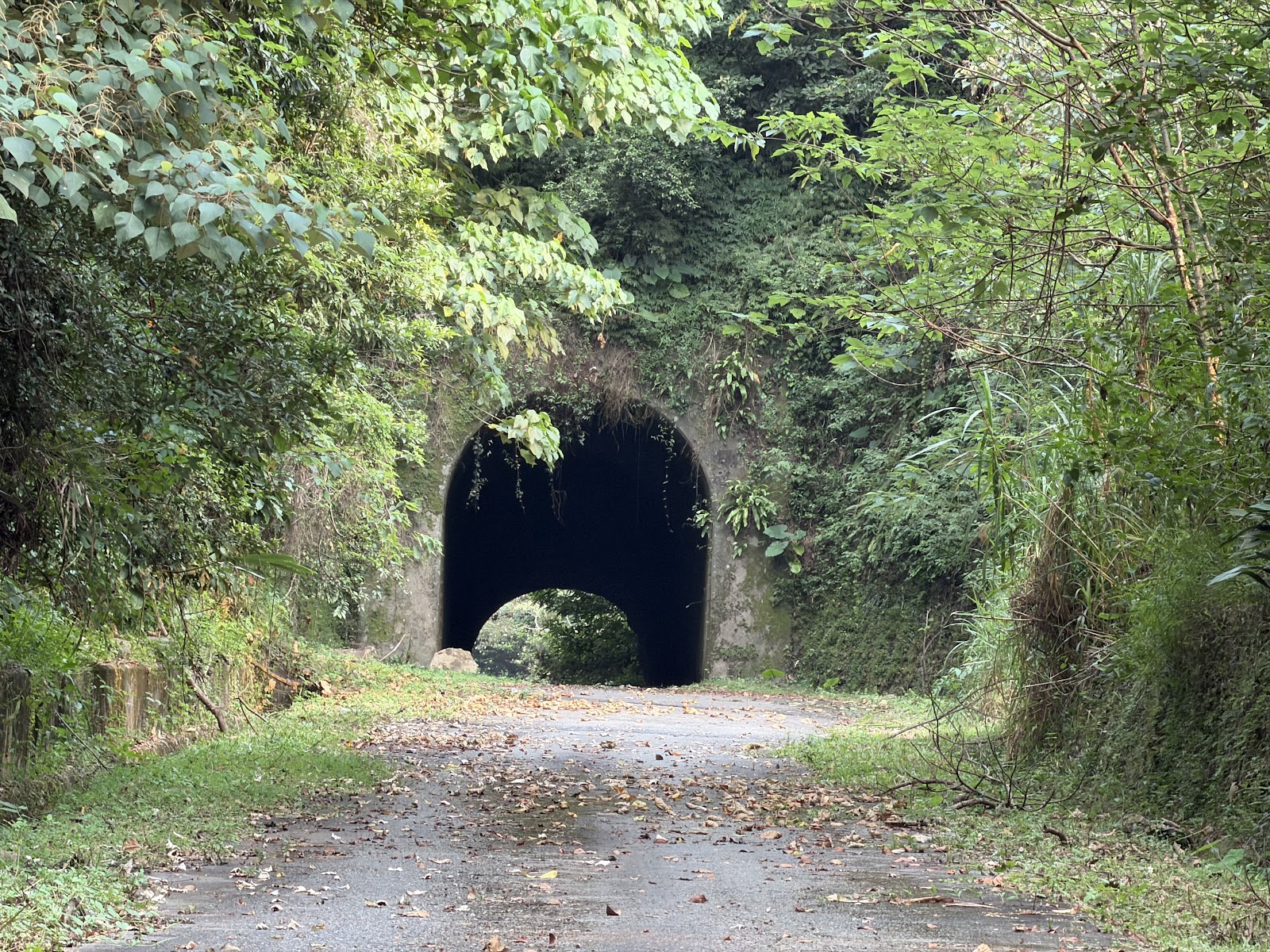 大觀鐵路古隧道引道入口，S型彎道綠意環繞
