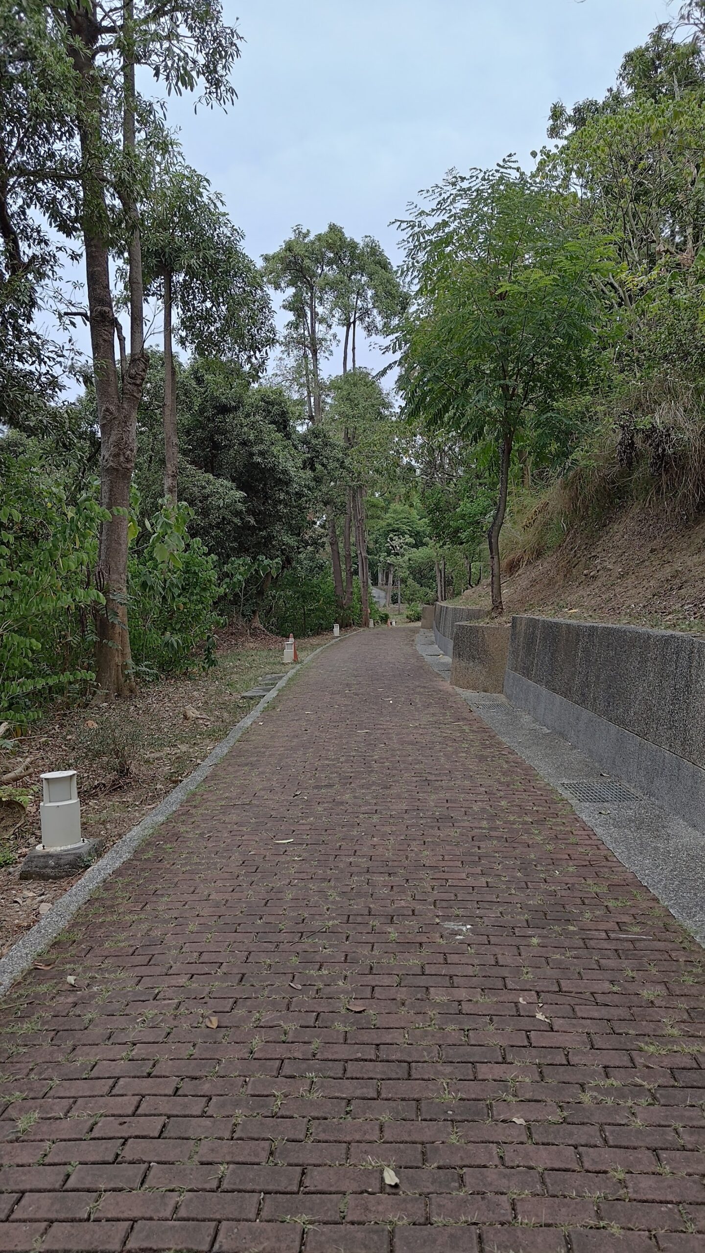 山頂公園紅磚步道蜿蜒於樹林間，兩側綠意盎然
