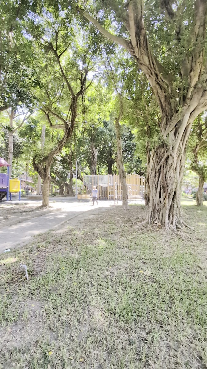 樹德公園高大榕樹氣根交錯的遮蔭步道